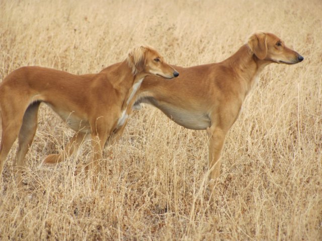 Saluki photo by Dr. Gail Goodman