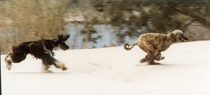 Afghan Hounds photo by Wendye Slatyer