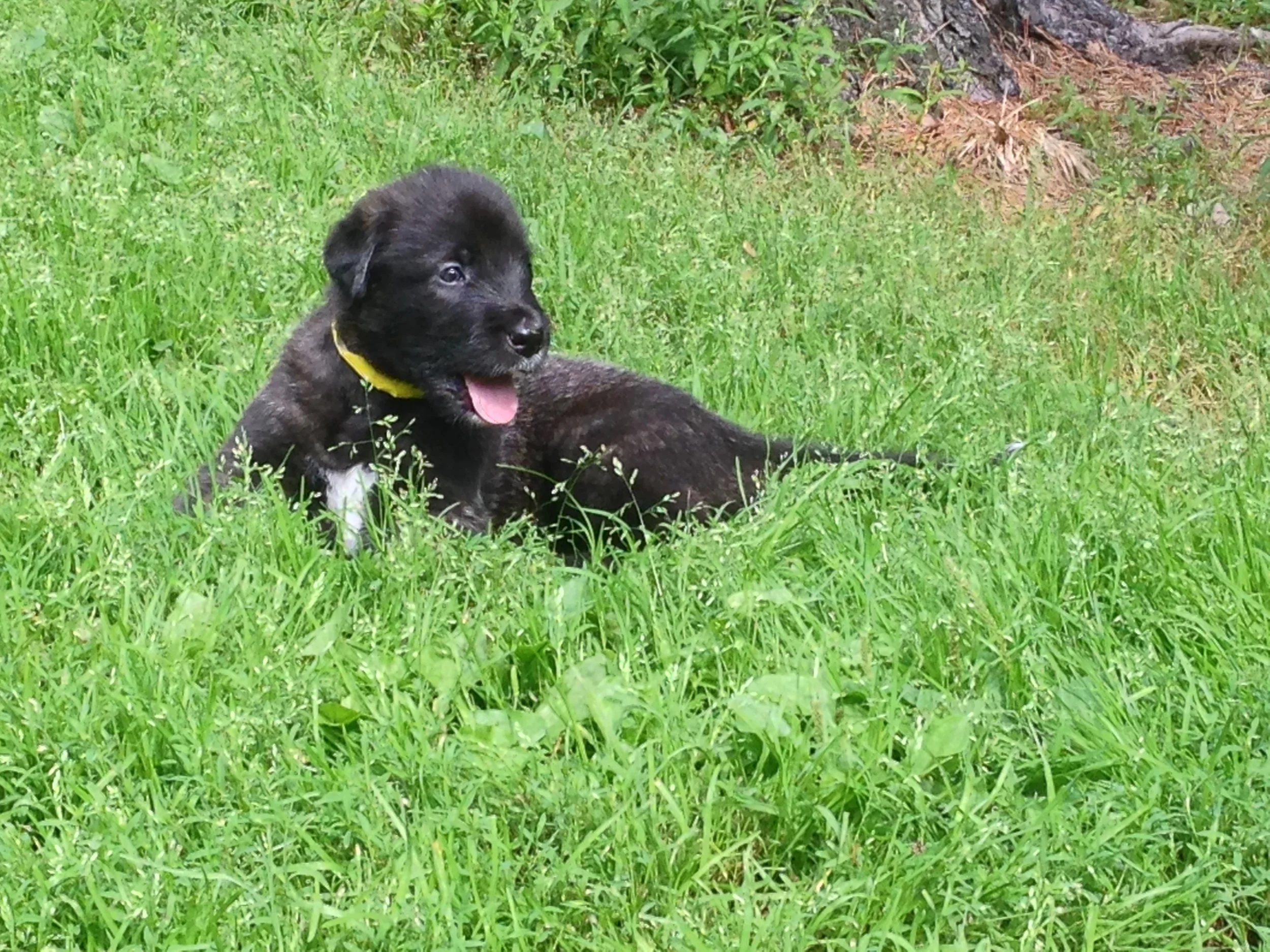 Ballyhara Kellyanne 3 weeks