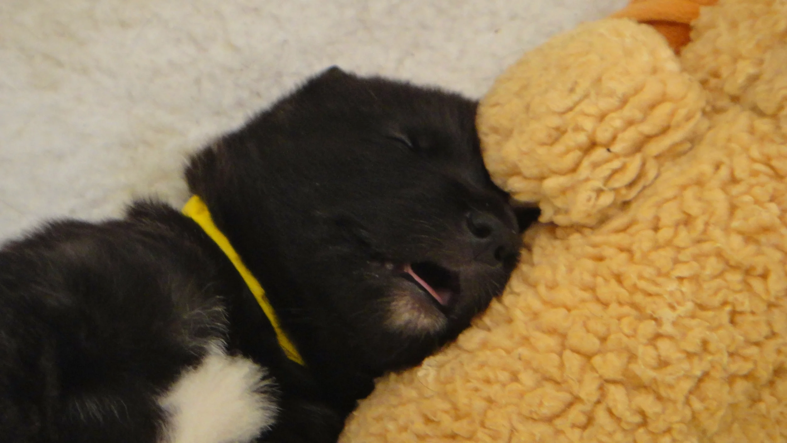 Ballyhara Kellyanne snoozing in whelping box