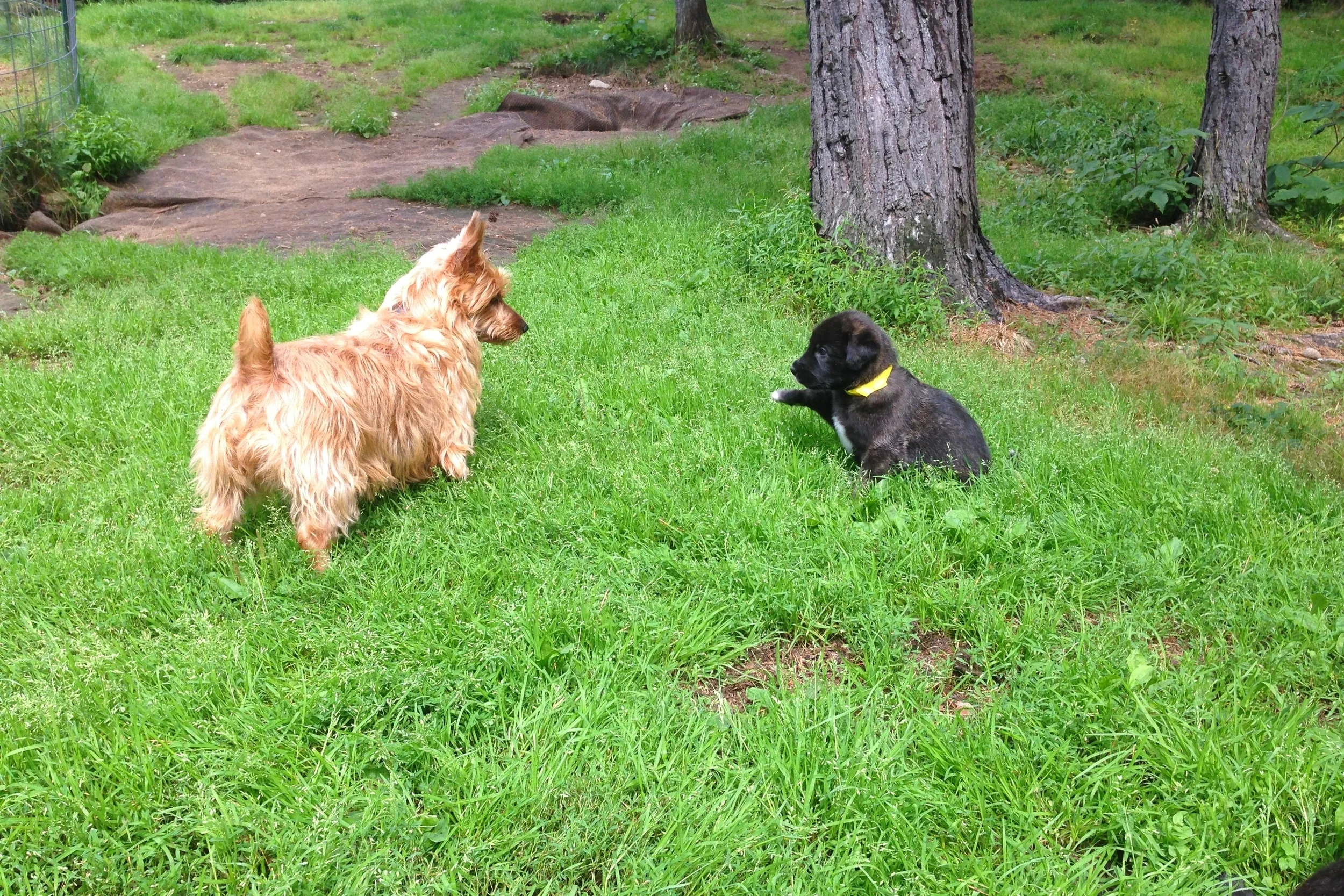 Ballyhara Kellyanne & Lucy