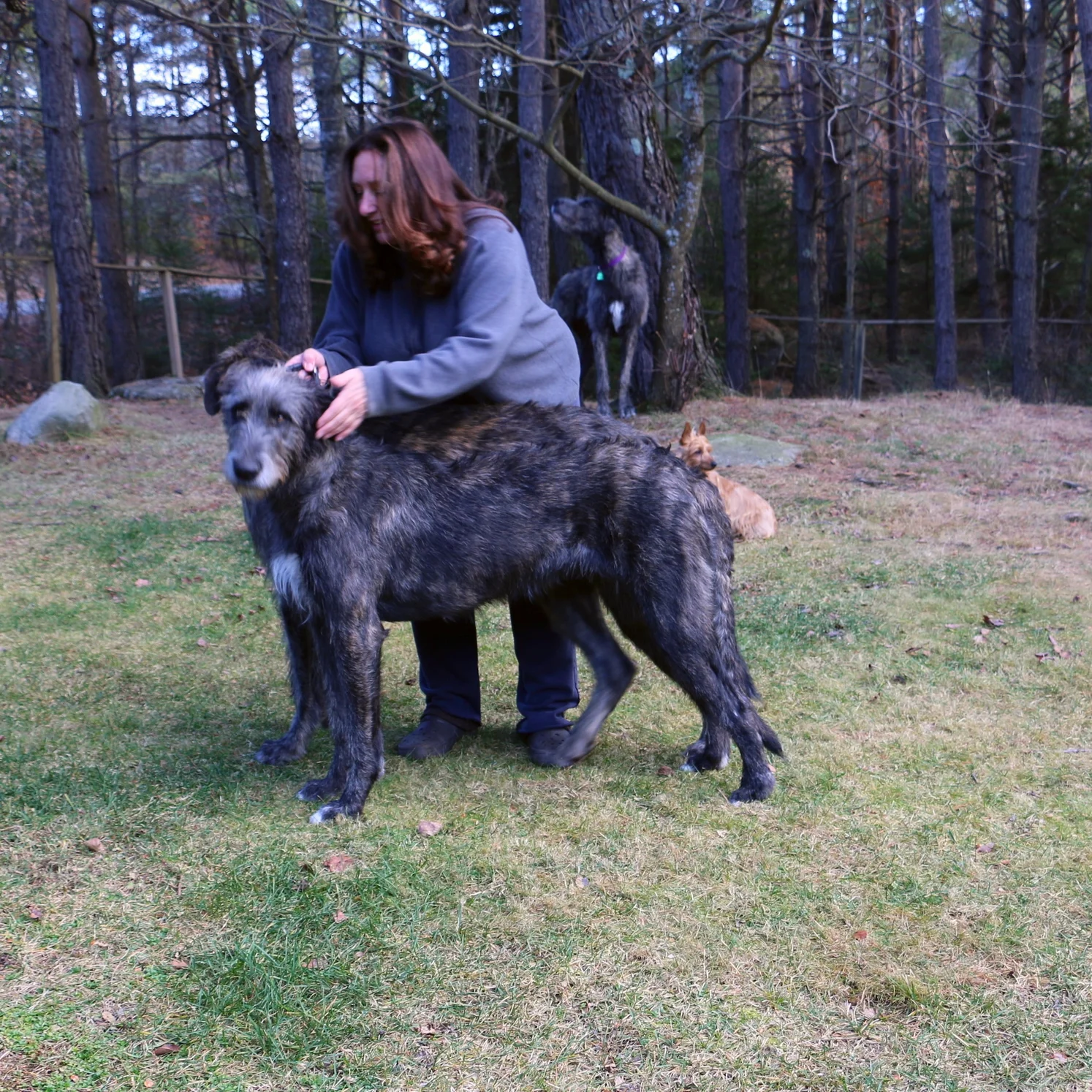 Ballyhara Kate 17 months profile