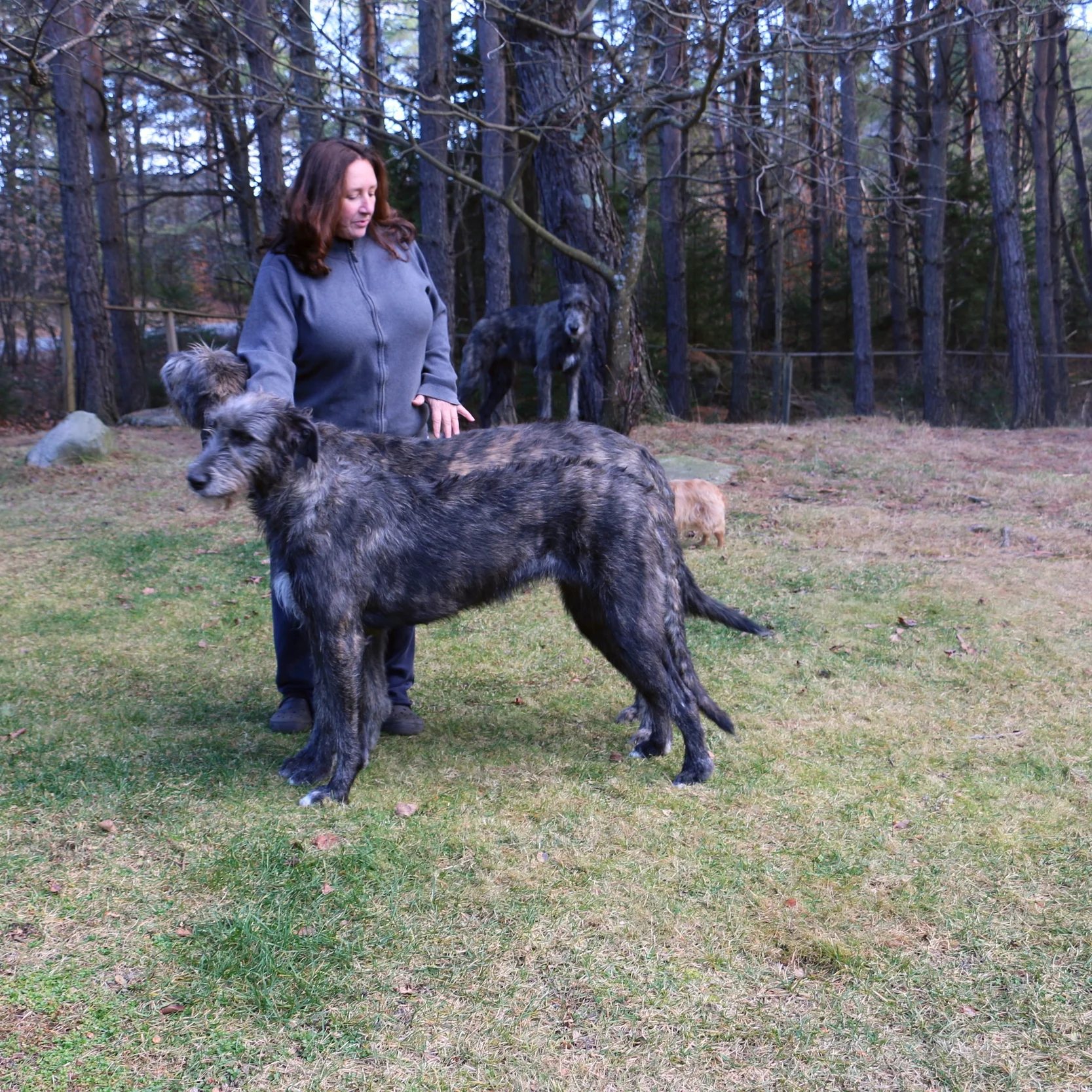 Ballyhara Kate 17 months