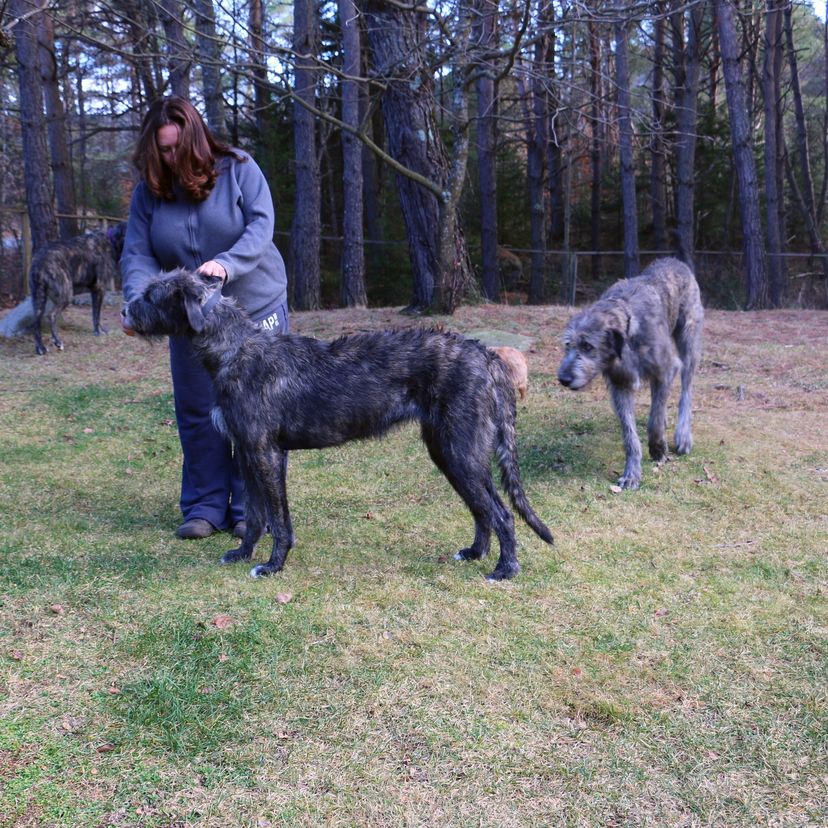 Ballyhara Kate 17 months