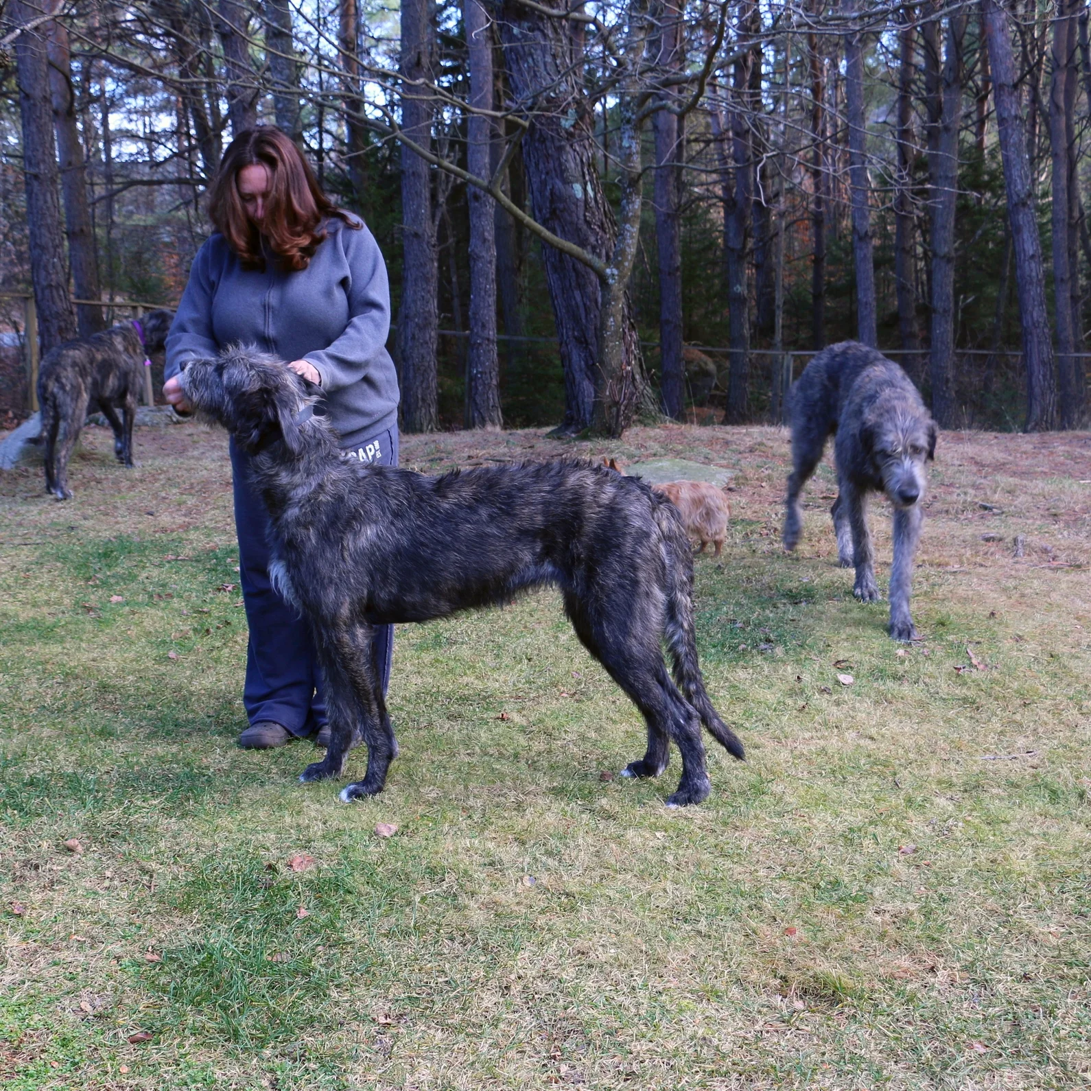 Ballyhara Kate 17 months 