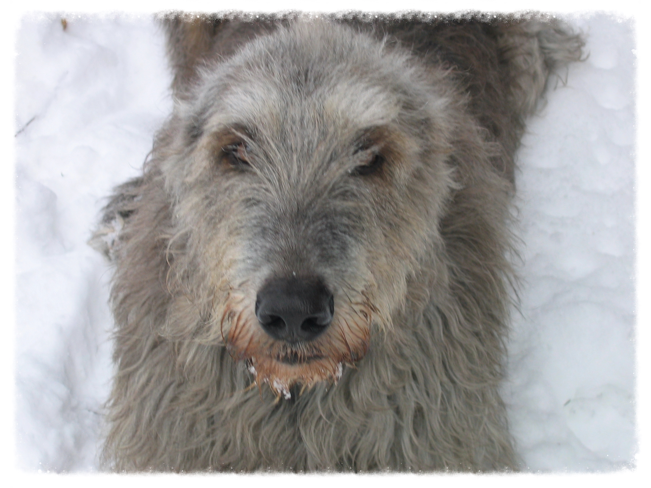 Ballyhara Sive head shot