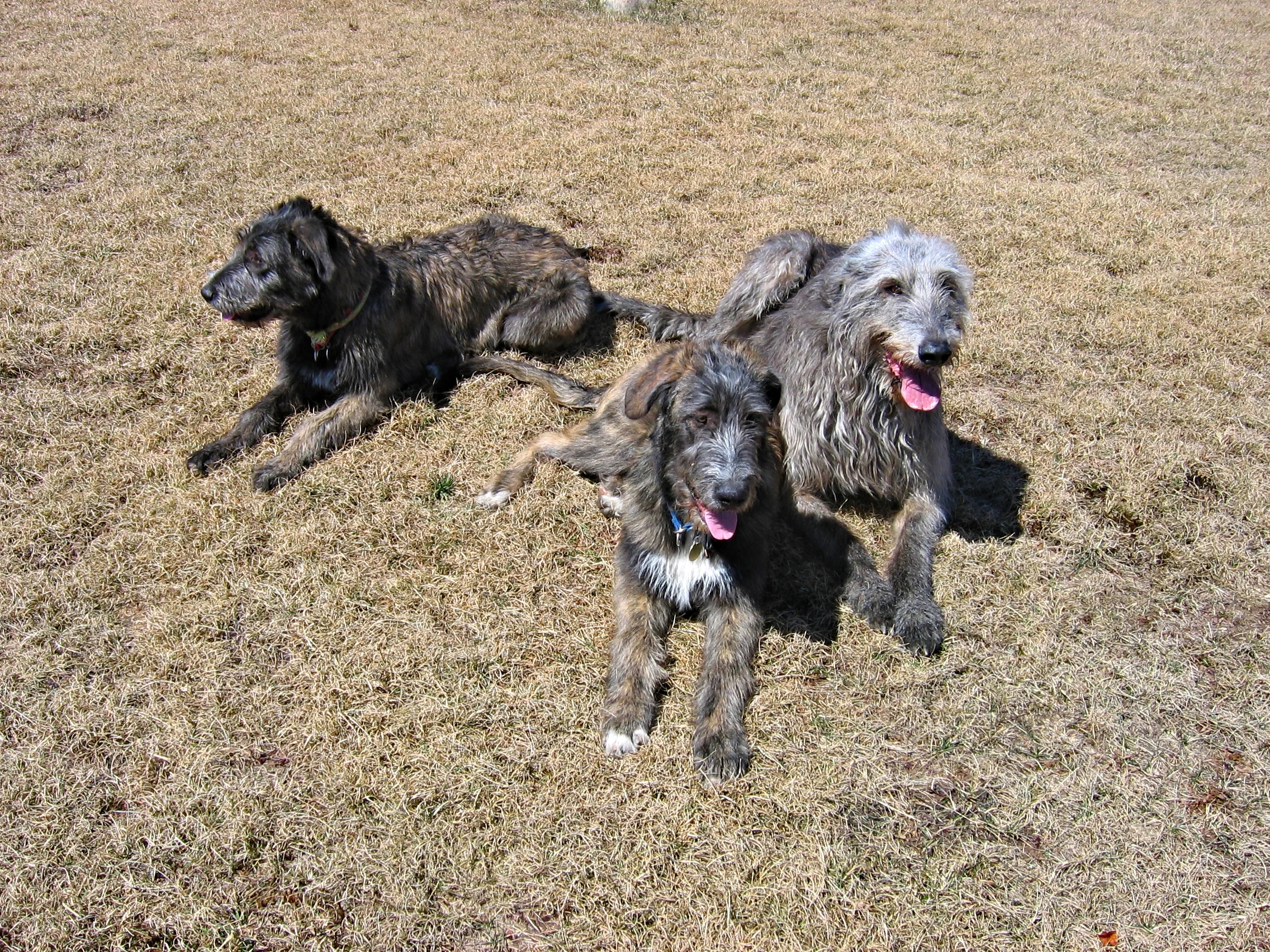 Ballyhara Sive with puppies Sandycove & Santa