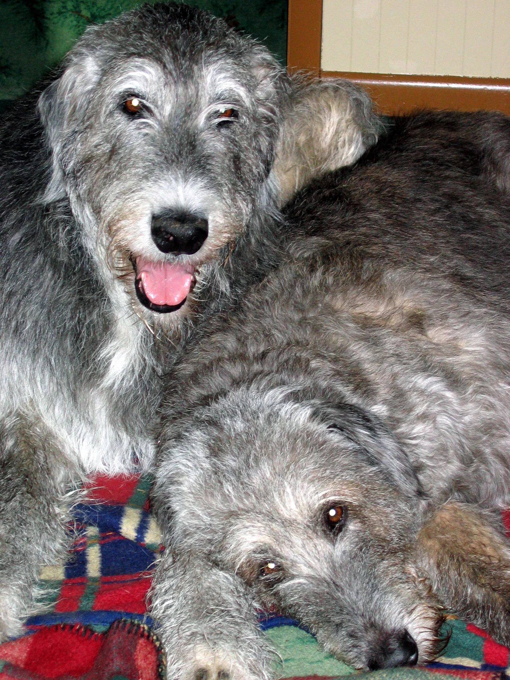 Ballyhara Sive & Ballayhara Sheenachie