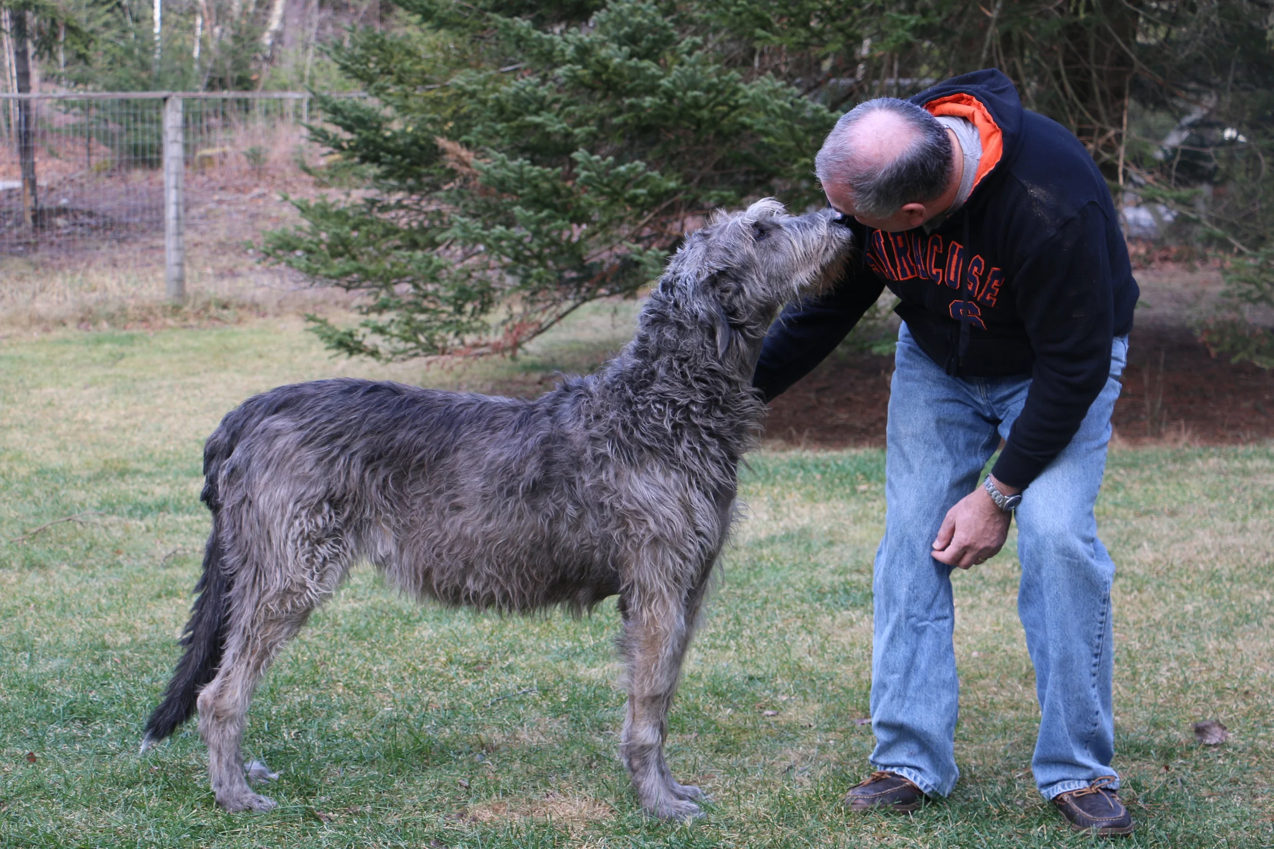 Ballyhara Dior at 7.5 years