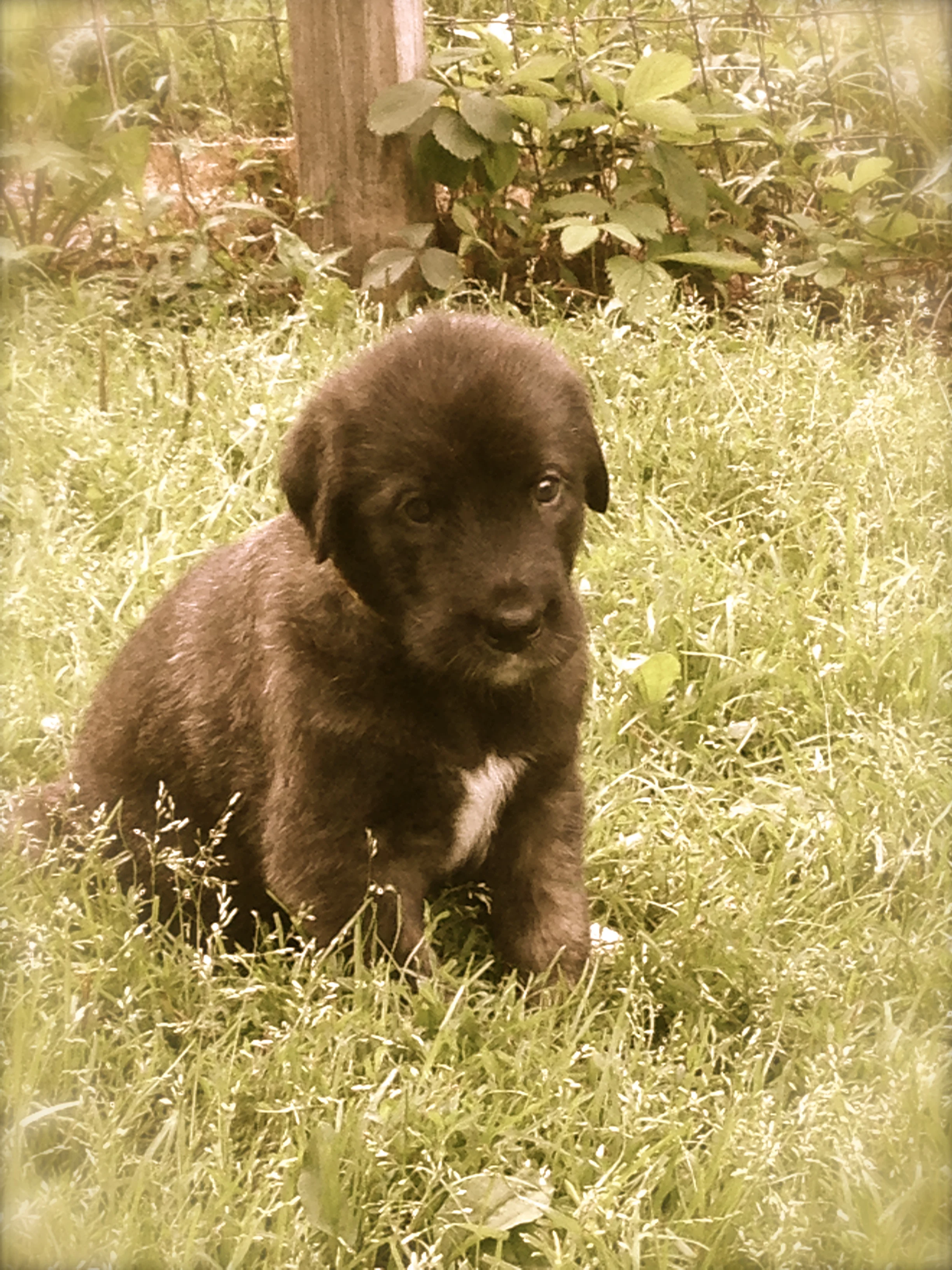 irish wolfhound male