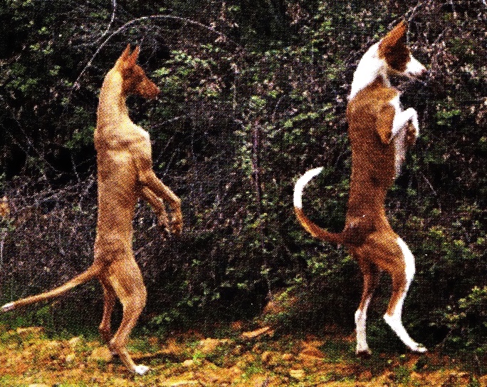 Pair of Ibizan Hounds hunting photographer unknown
