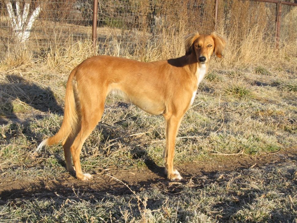 Saluki hunting by Dr. Gail Goodman