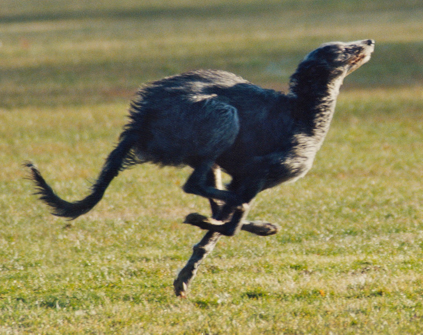 Scottish Deerhound by Steve Surfman