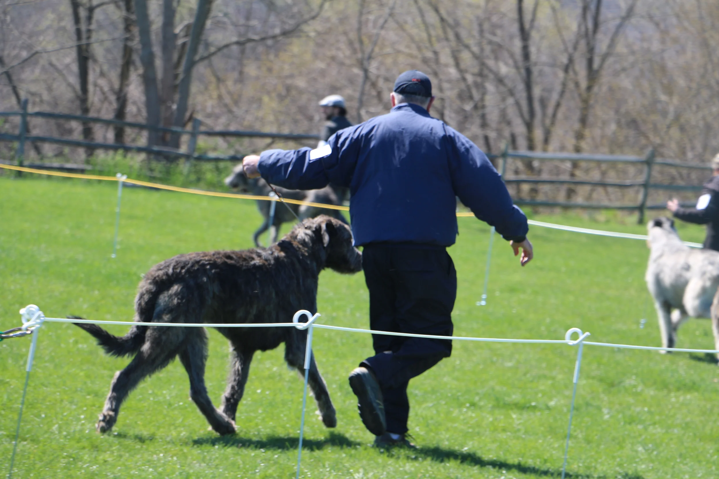 Ballyhara Ki gaiting in