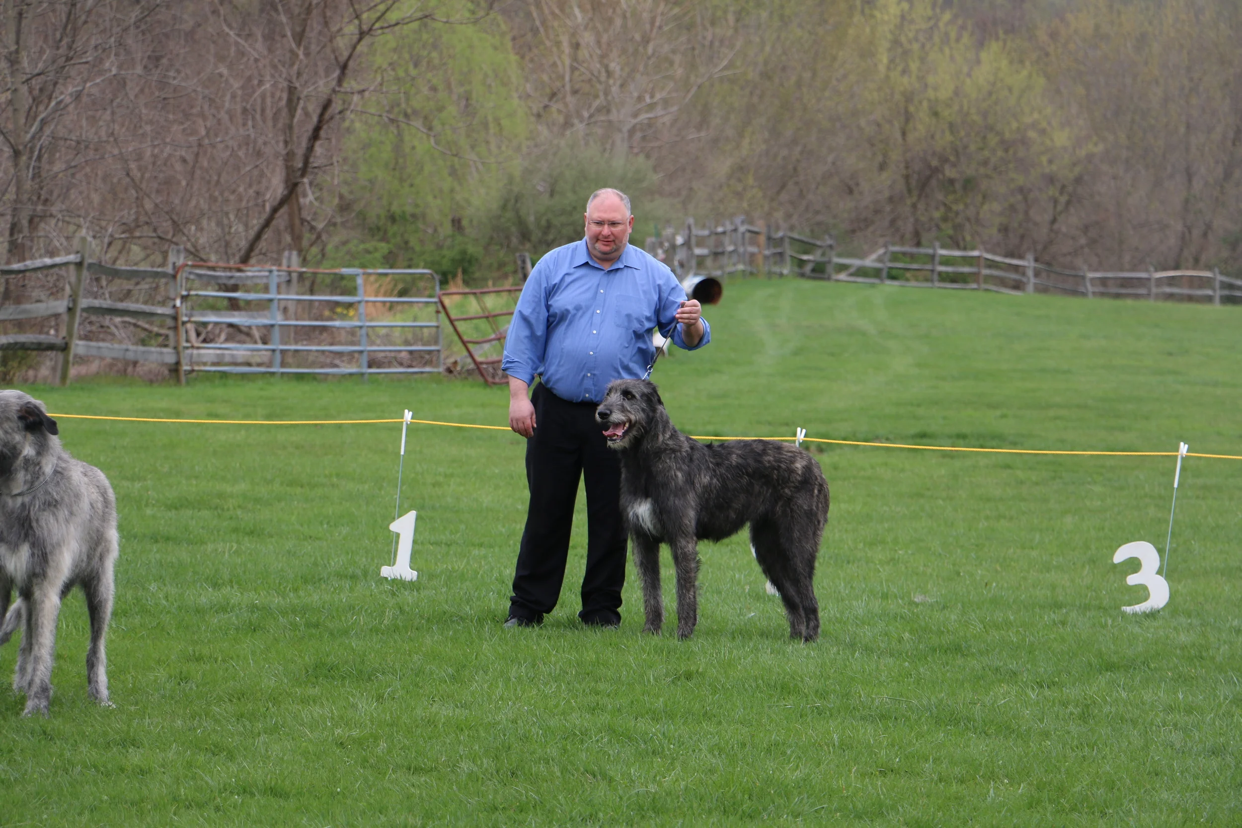 Ballyhara Kate 20 months first show