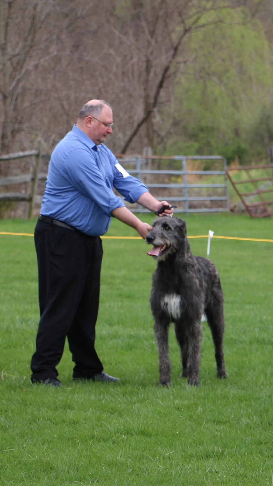 Ballyhara Kate standing for examination