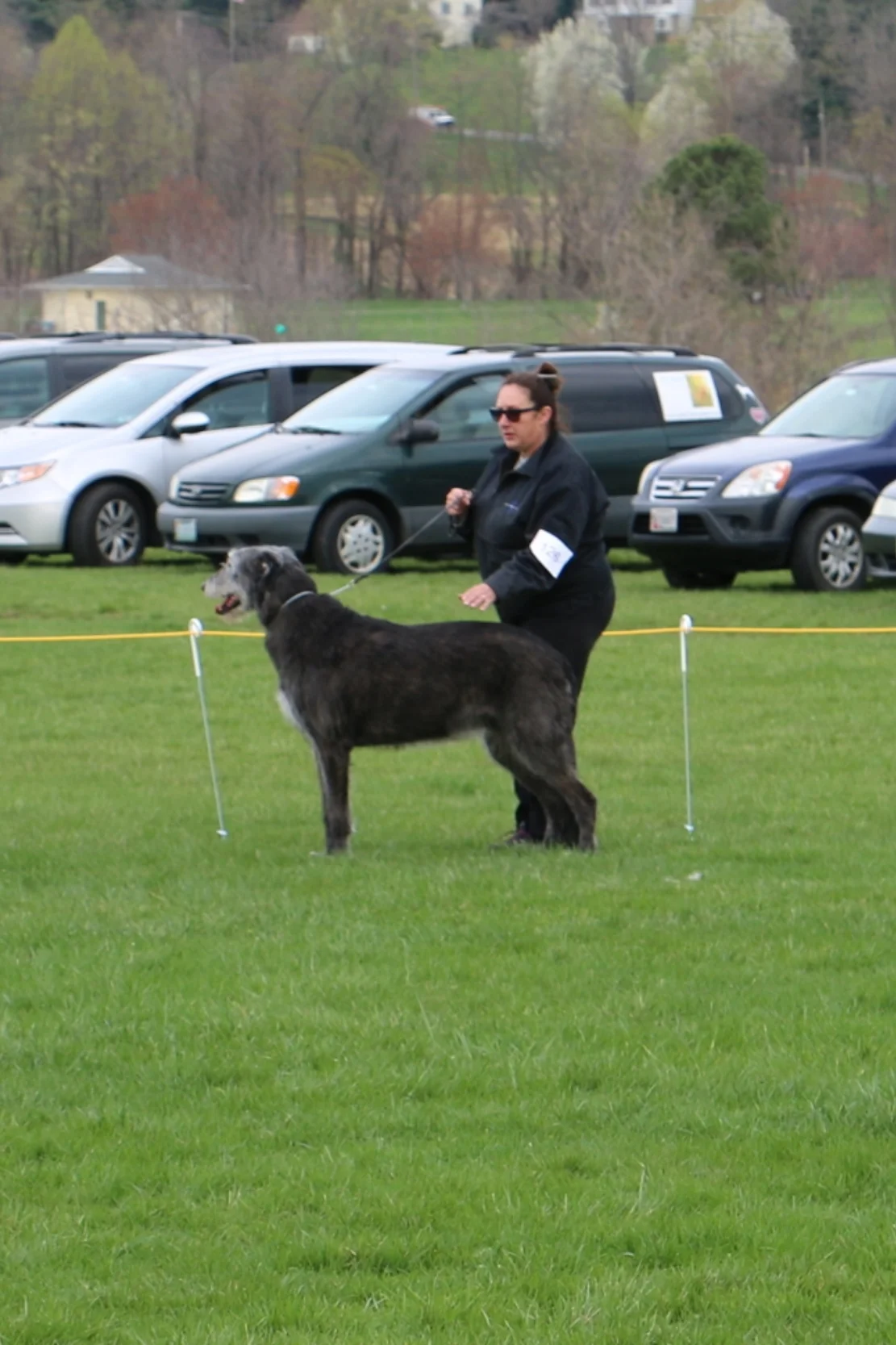 Ballyhara Cinneide 8 years profile