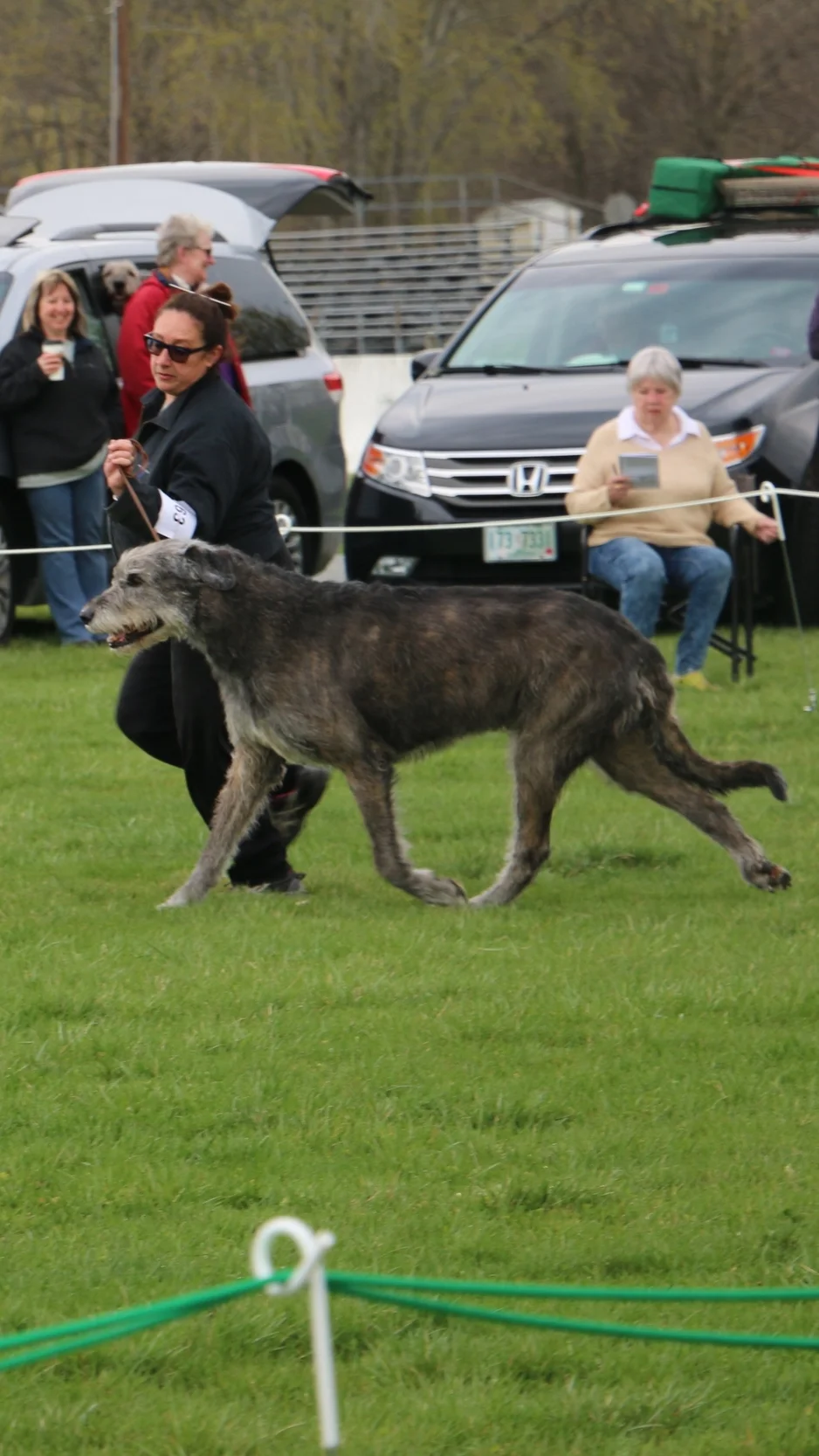 Ballyhara Danny gaiting 8 years of age