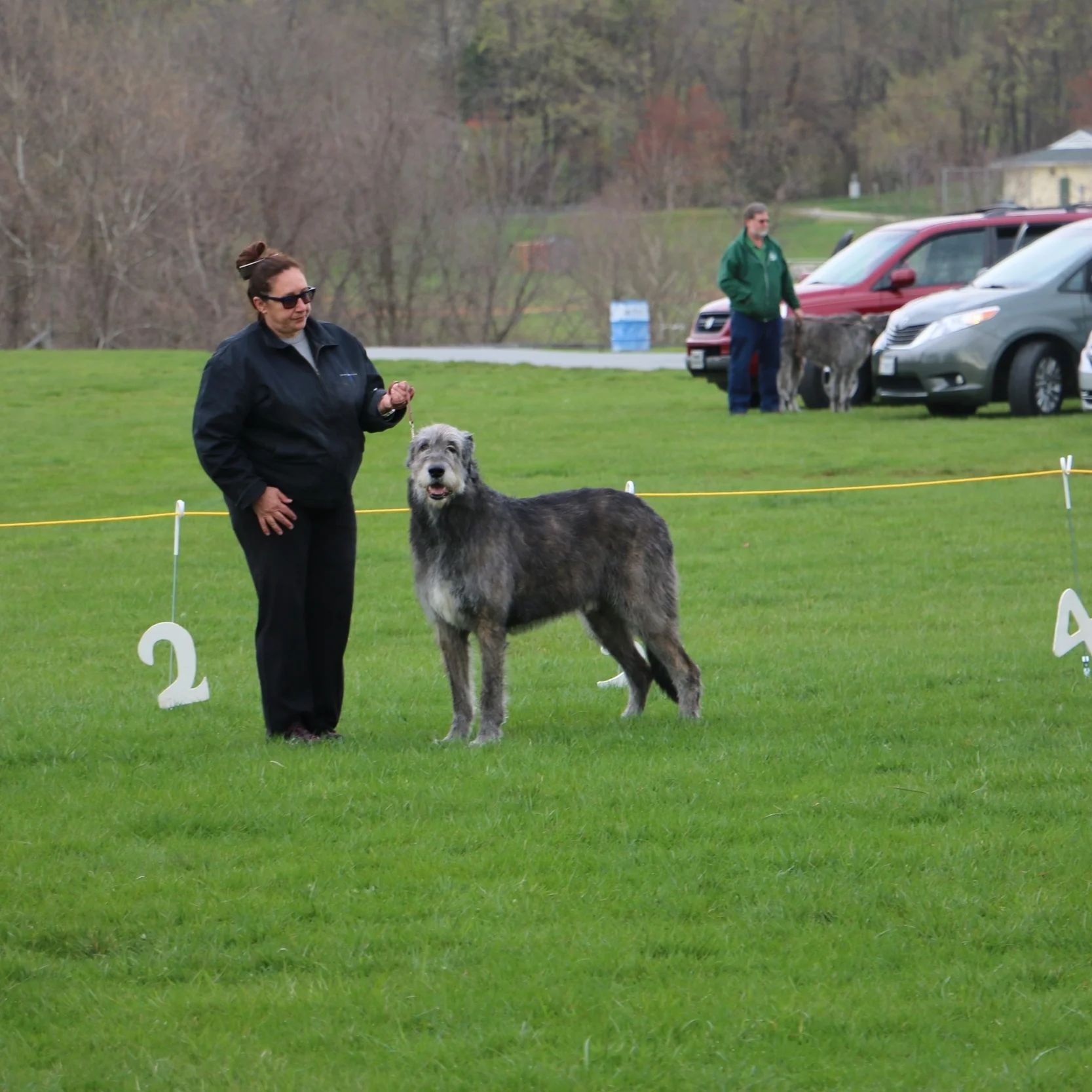 Ballyhara Danny 8 years profile