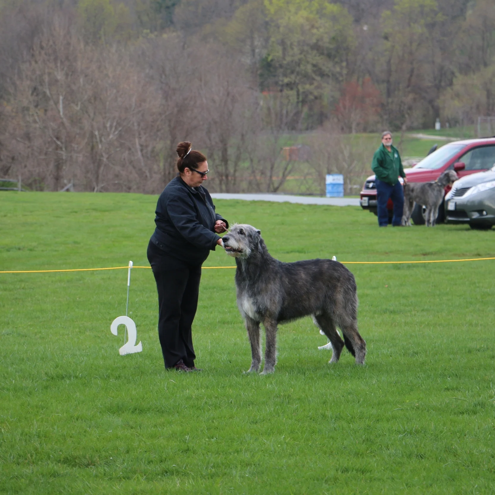 Ballyhara Danny in show ring 8 years