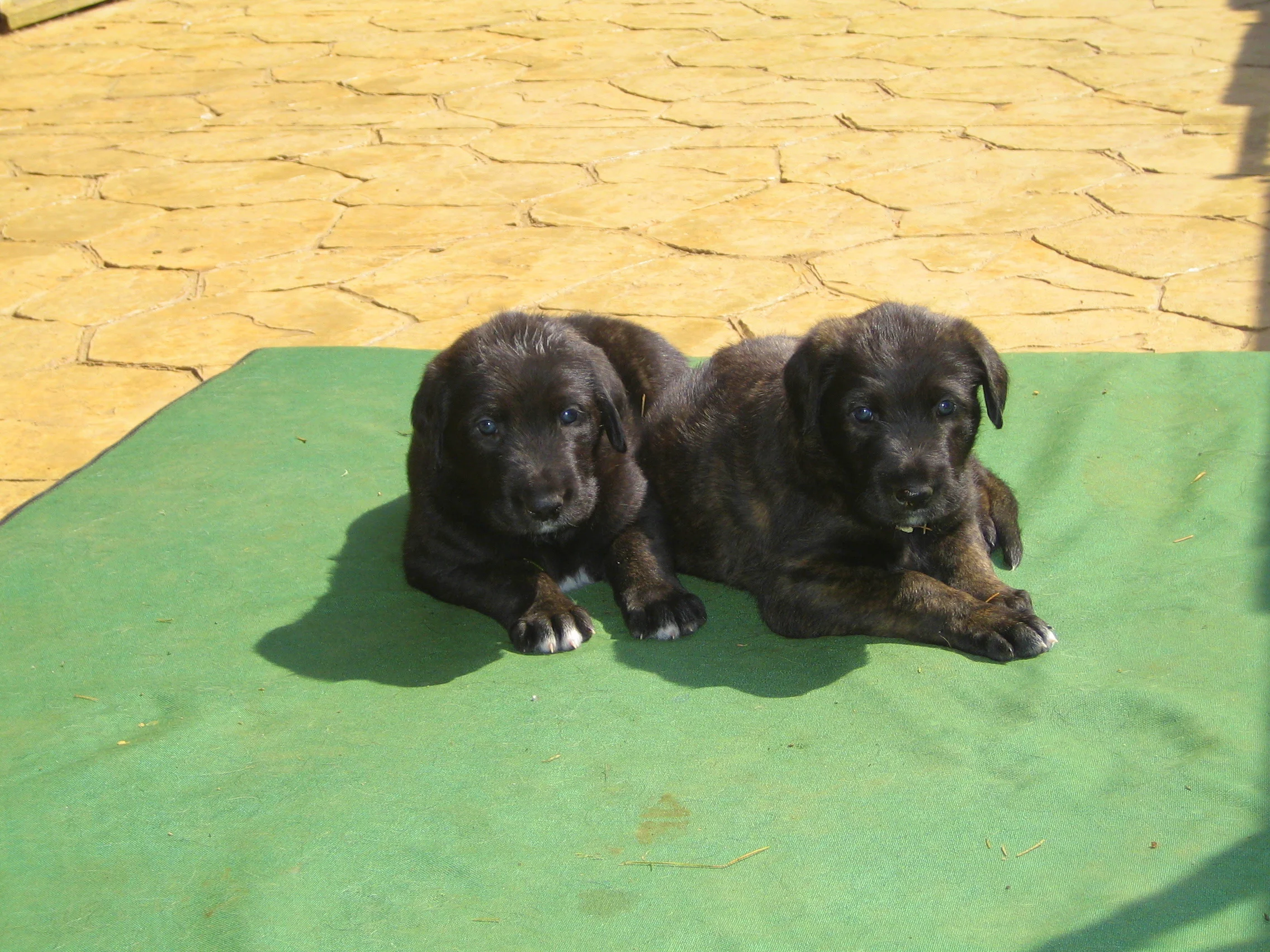 ballyhara irish wolfhounds