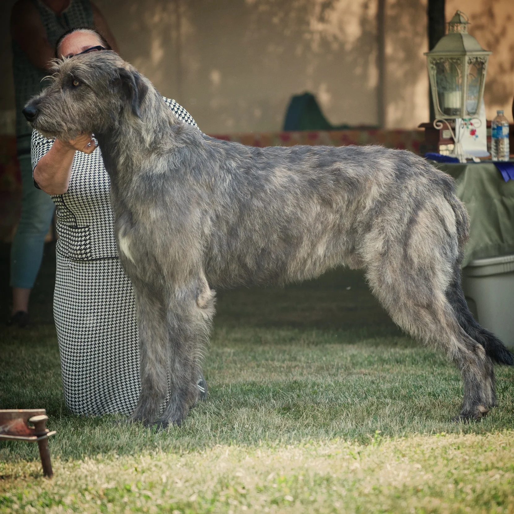 Ballyhara Ki 22 months