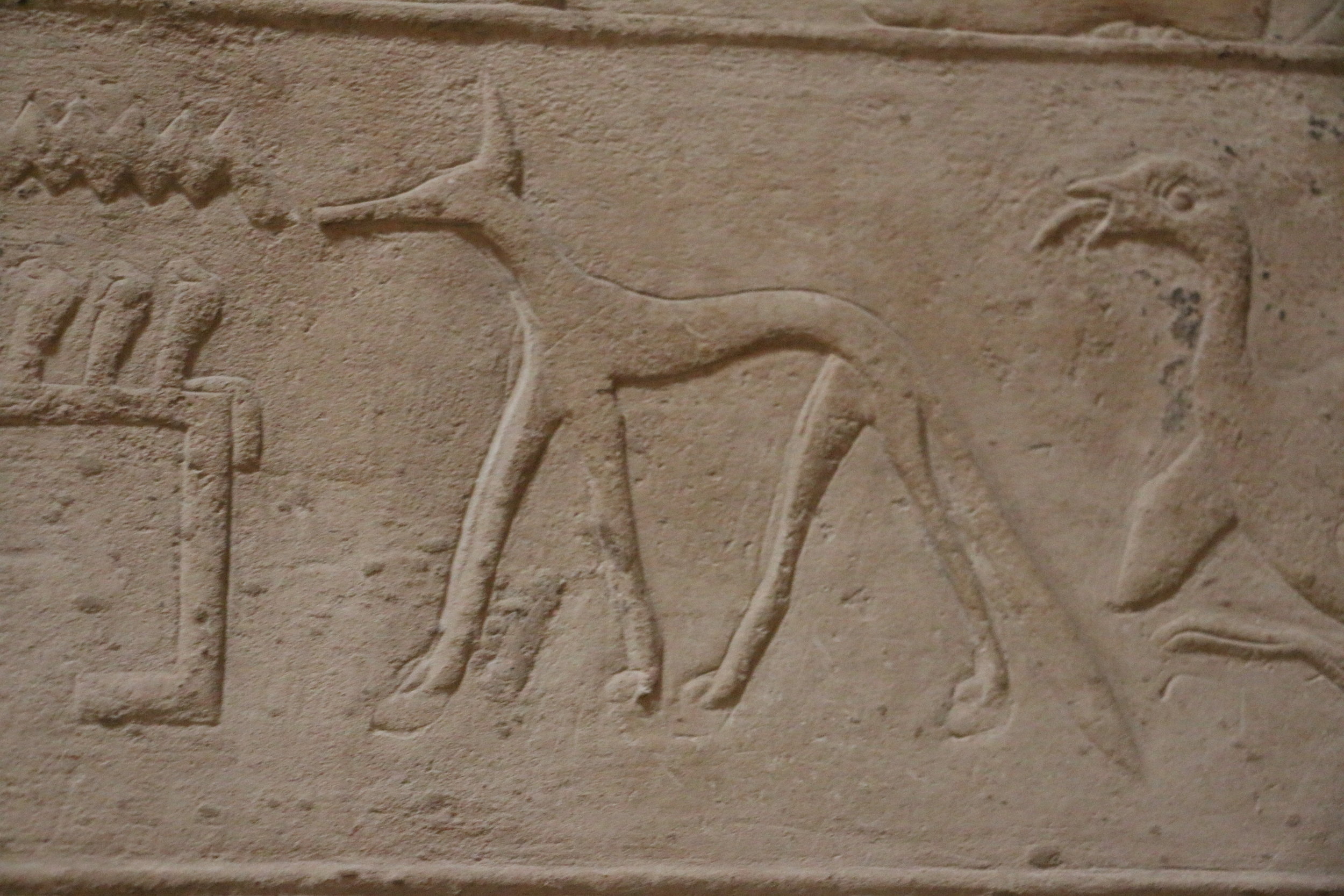 Saluki prominently depicted on the walls of the Funerary Complex at Djoser