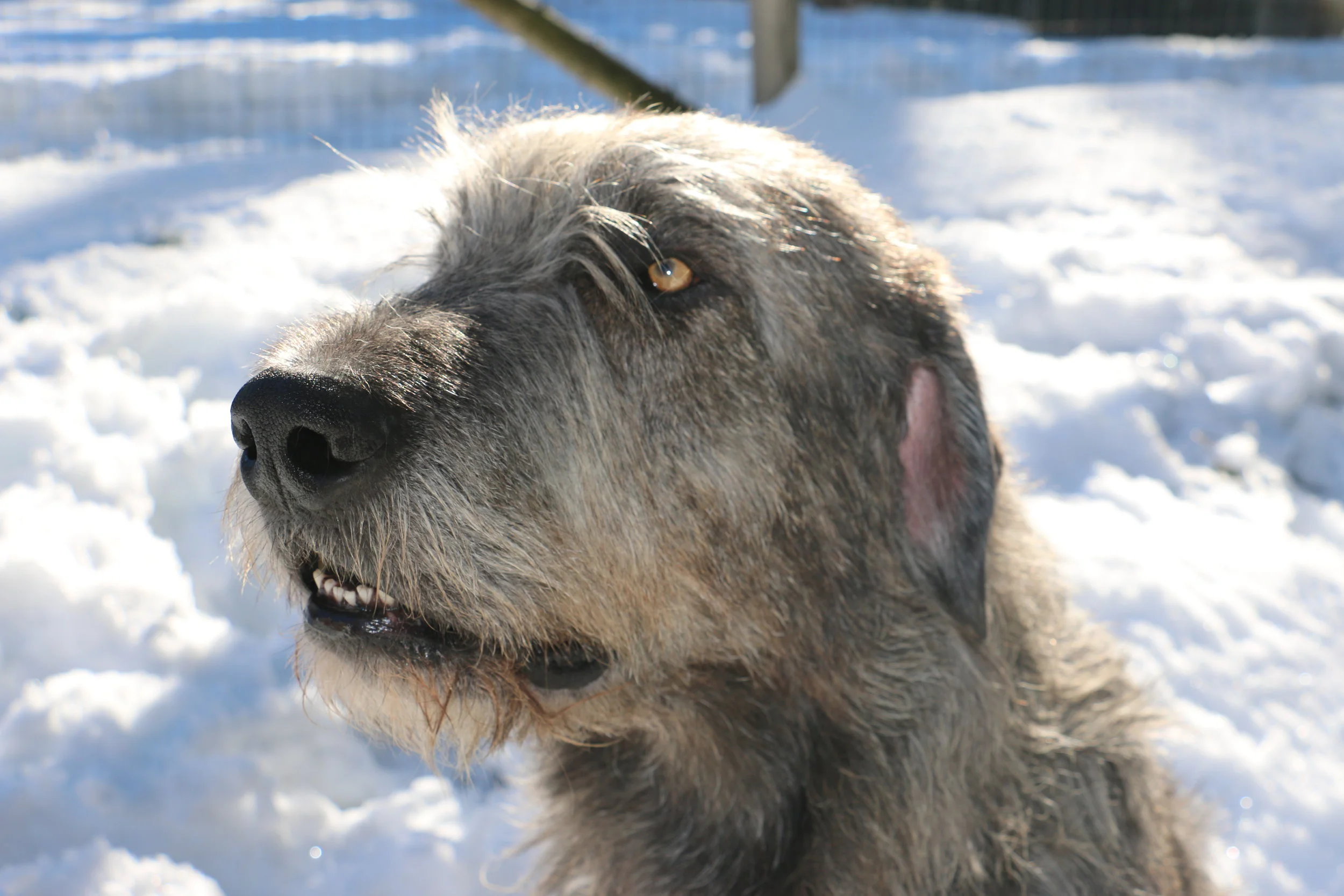 Ballyhara Ki expression 2.5 yrs