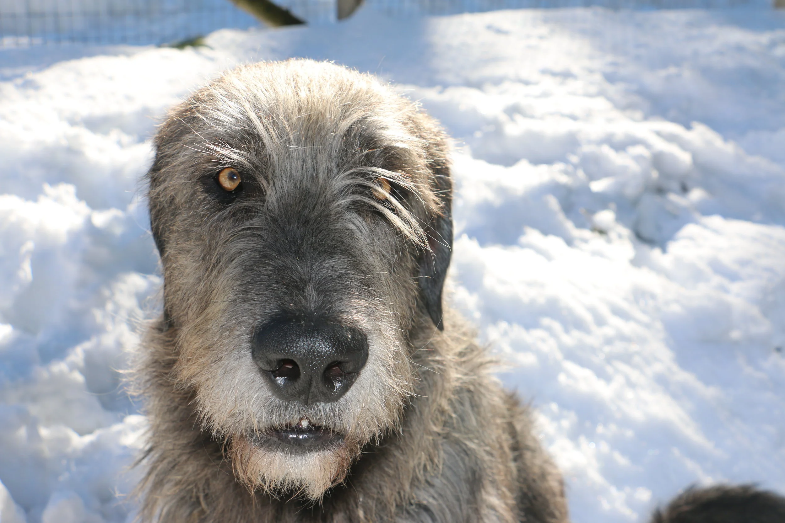 Ballyhara Ki head-on expression 2.5 yrs