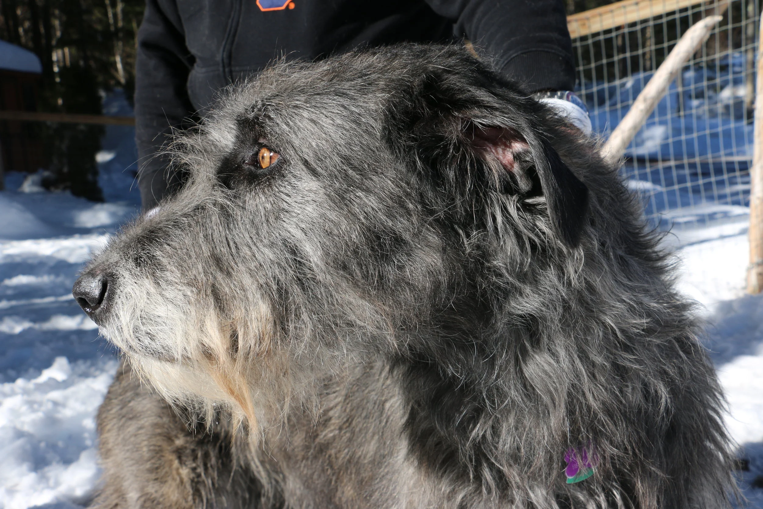 Ballyhara Kate 2.5 yrs