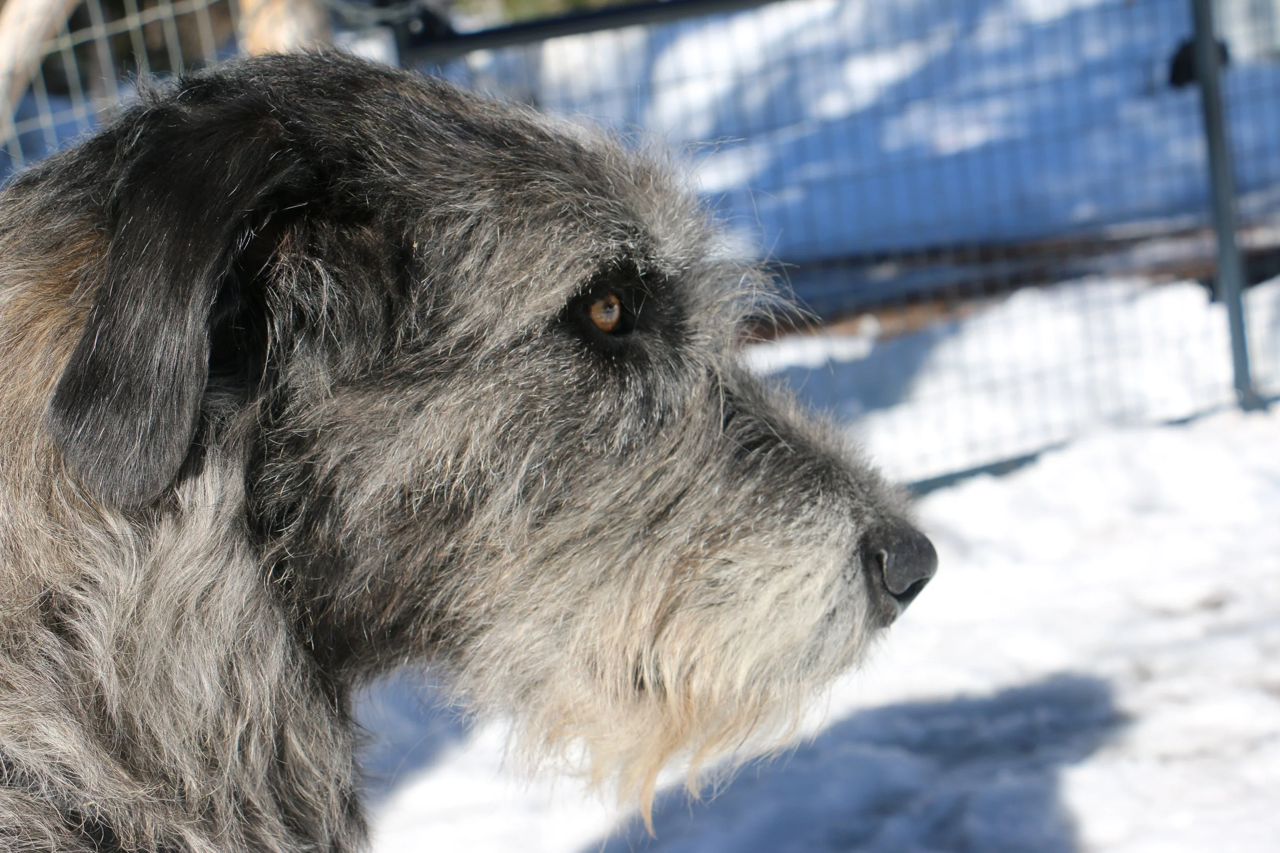 Ballyhara Kate profile 2.5 yrs