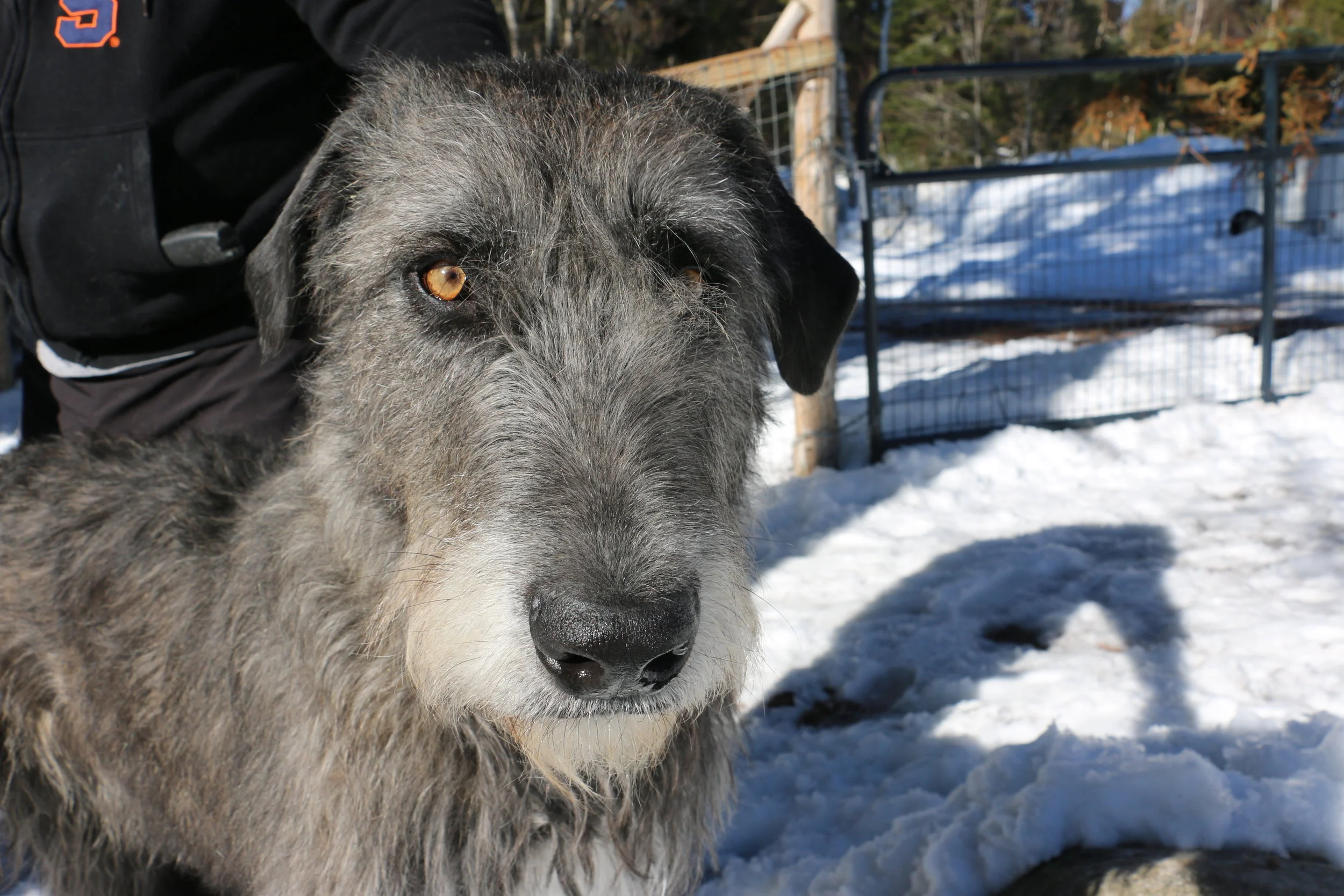 Ballyhara Kate 2.5 years