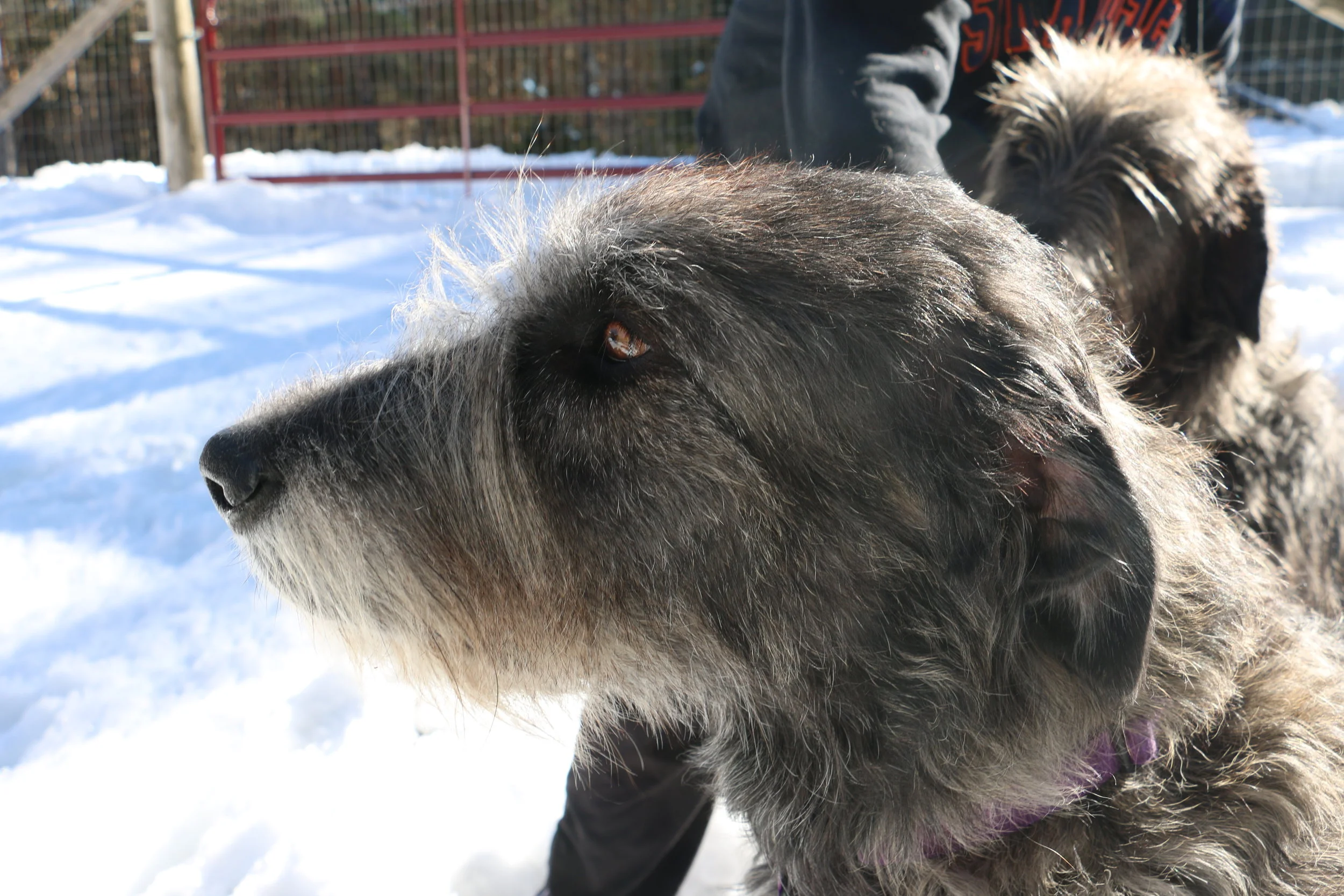 Ballyhara Kellyanne 2.5 yrs