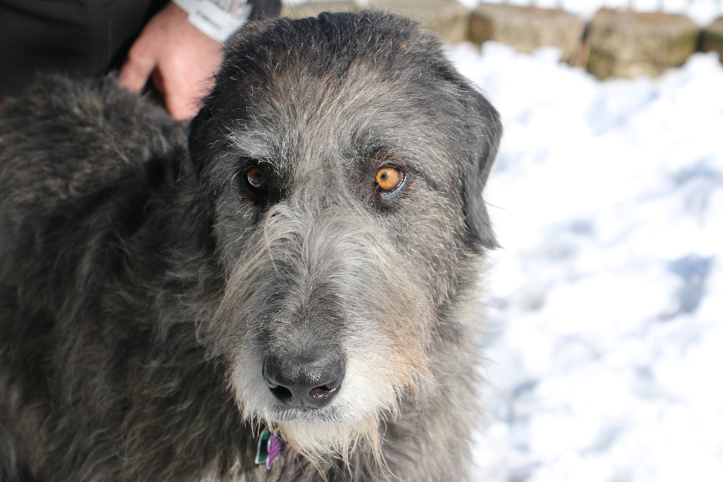 Ballyhara Kellyanne 2.5 yrs expression