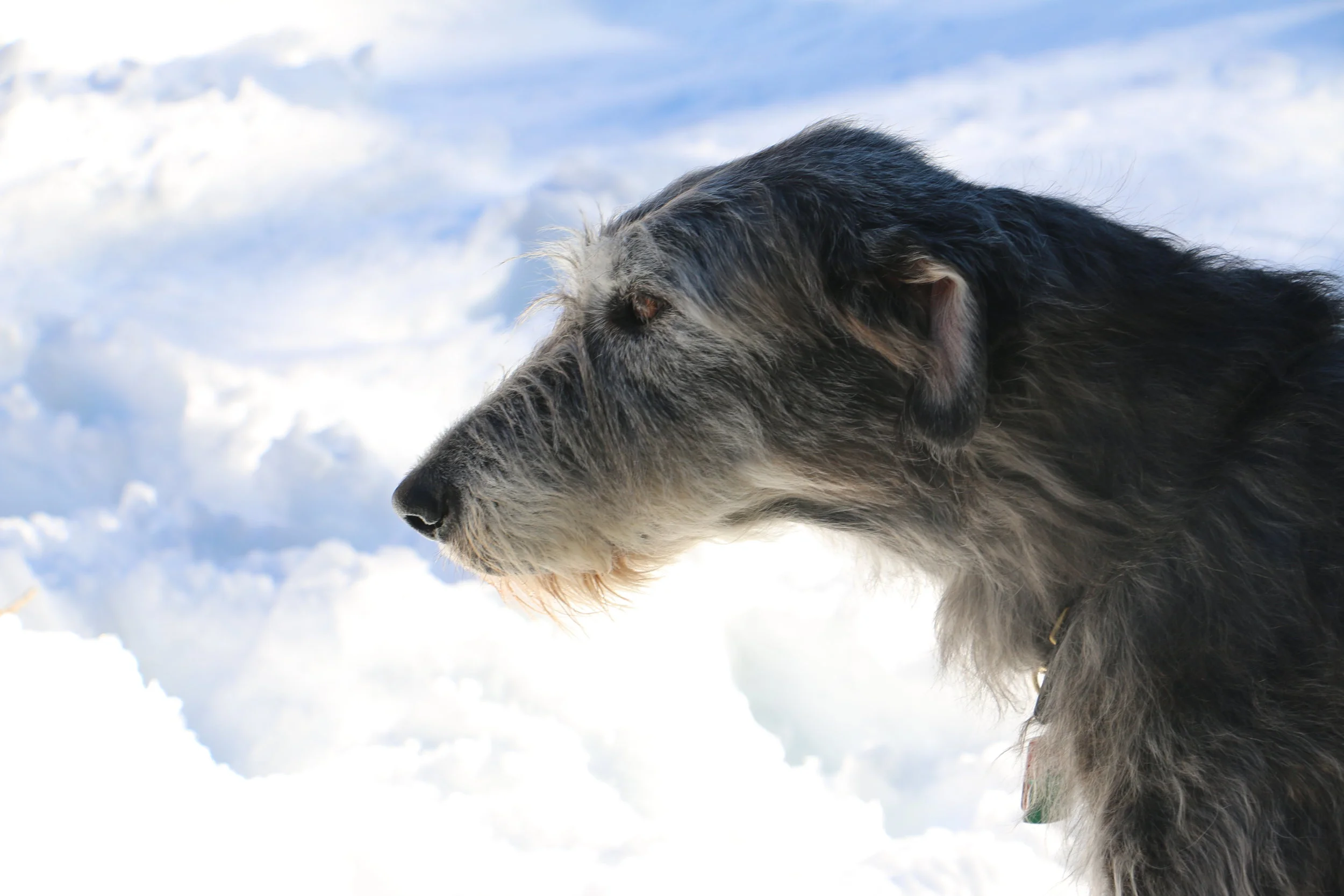 Ballyhara Cinneide 9 years