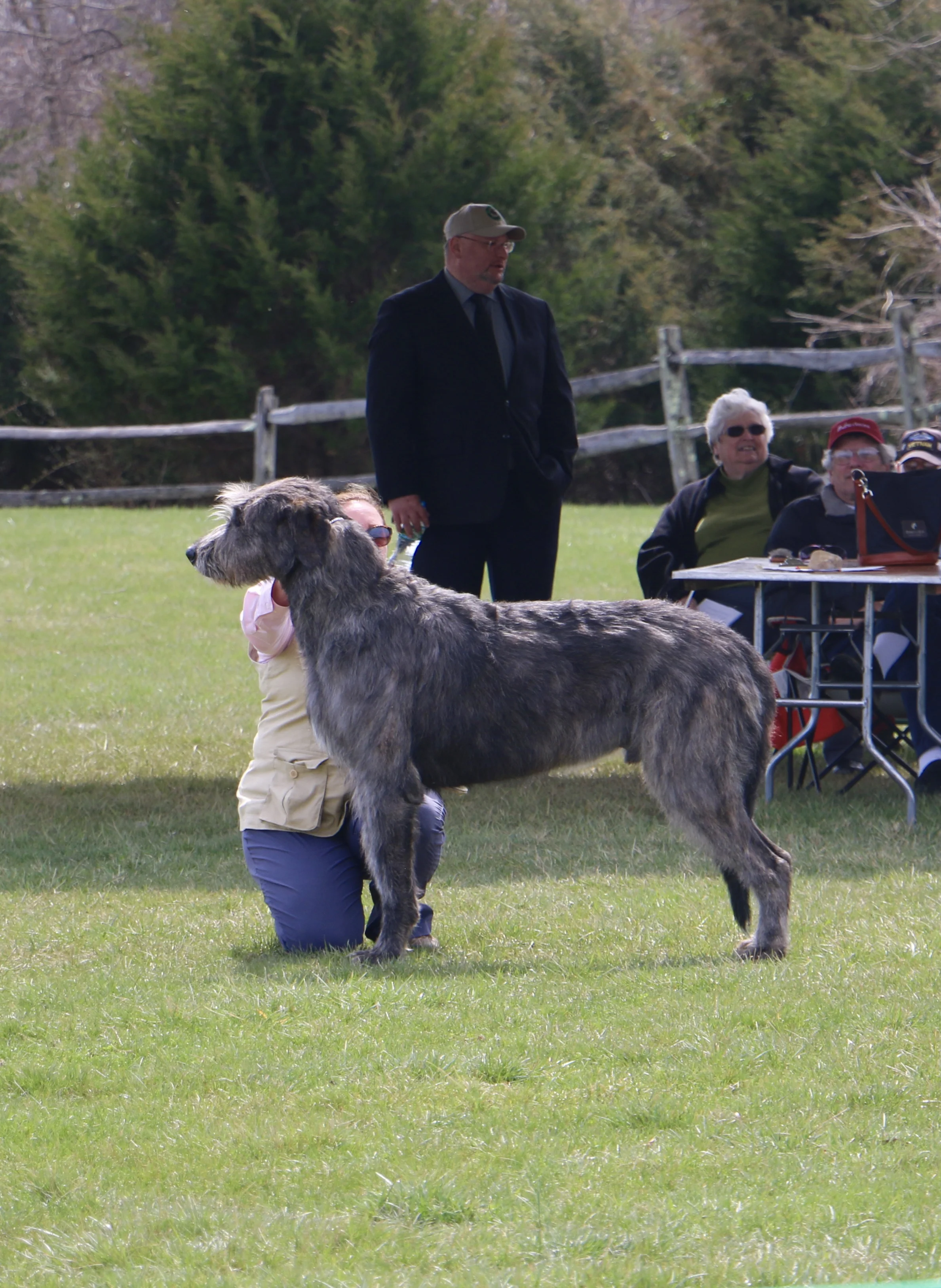 ballyhara irish wolfhounds