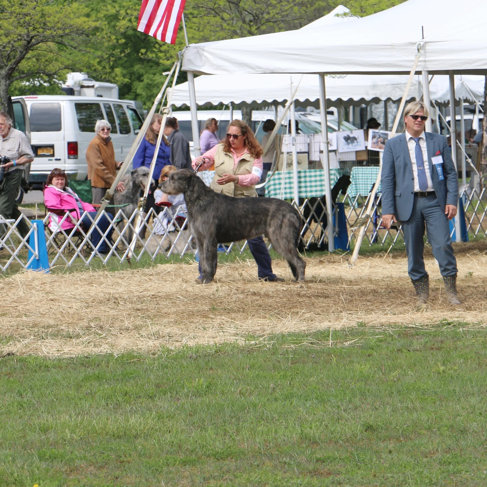 ballyhara irish wolfhounds