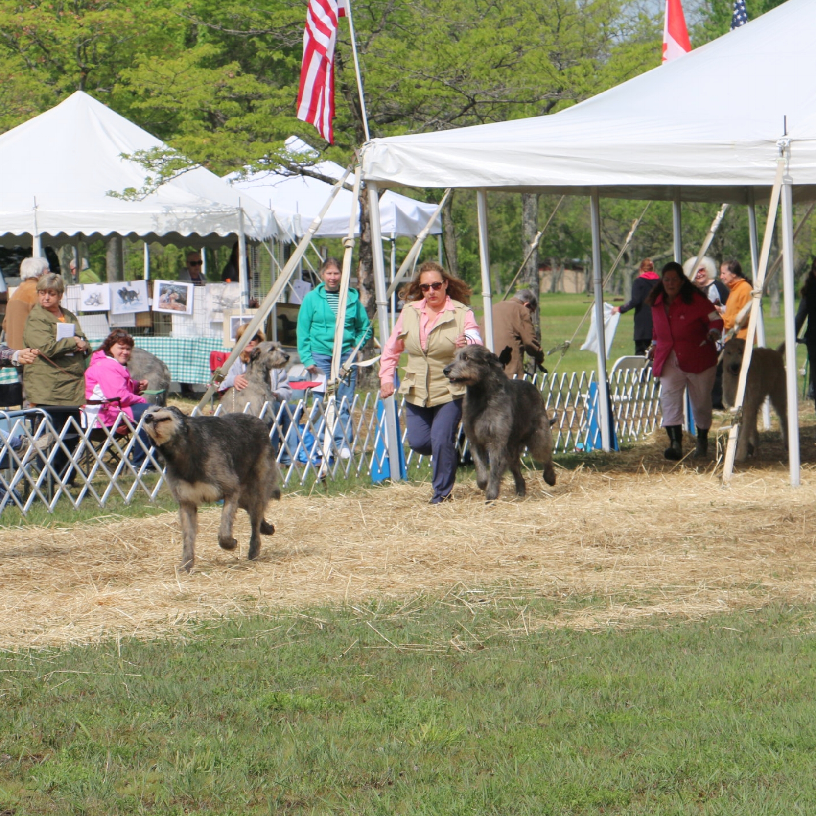 Ballyhara Ki 2.7yrs at 2017 IWCA Specialty