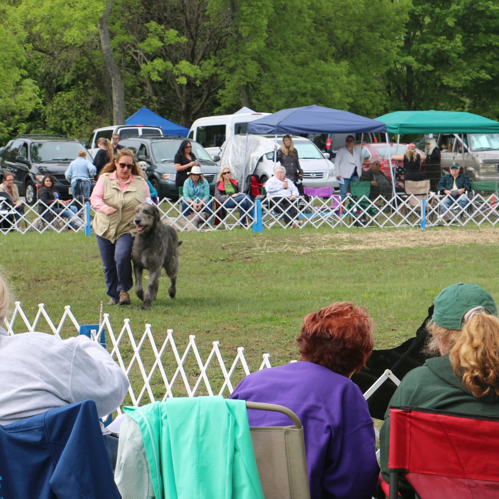 Ballyhara Ki gaiting IWCA National 2017