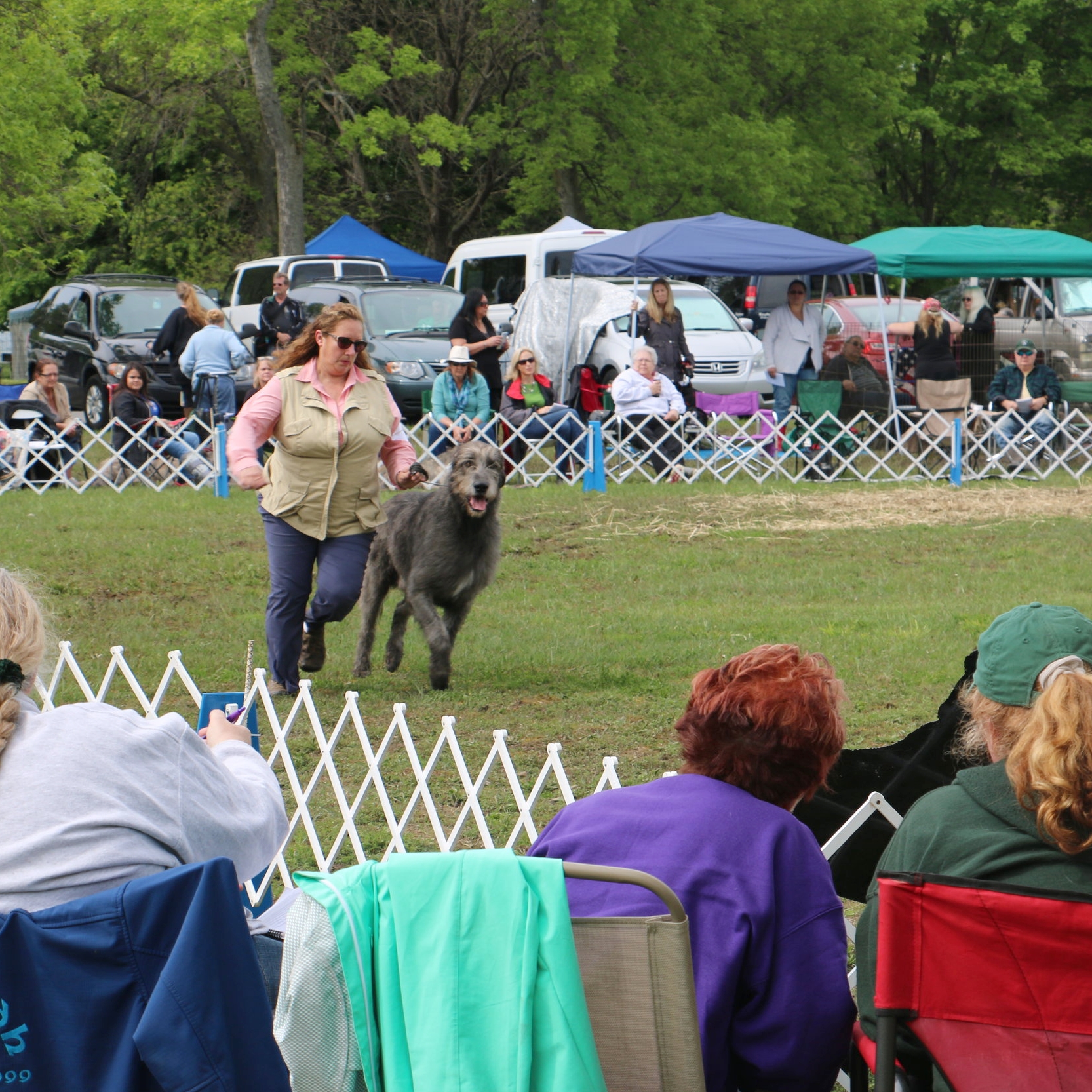 Ballyhara Ki gaiting 2.7yrs