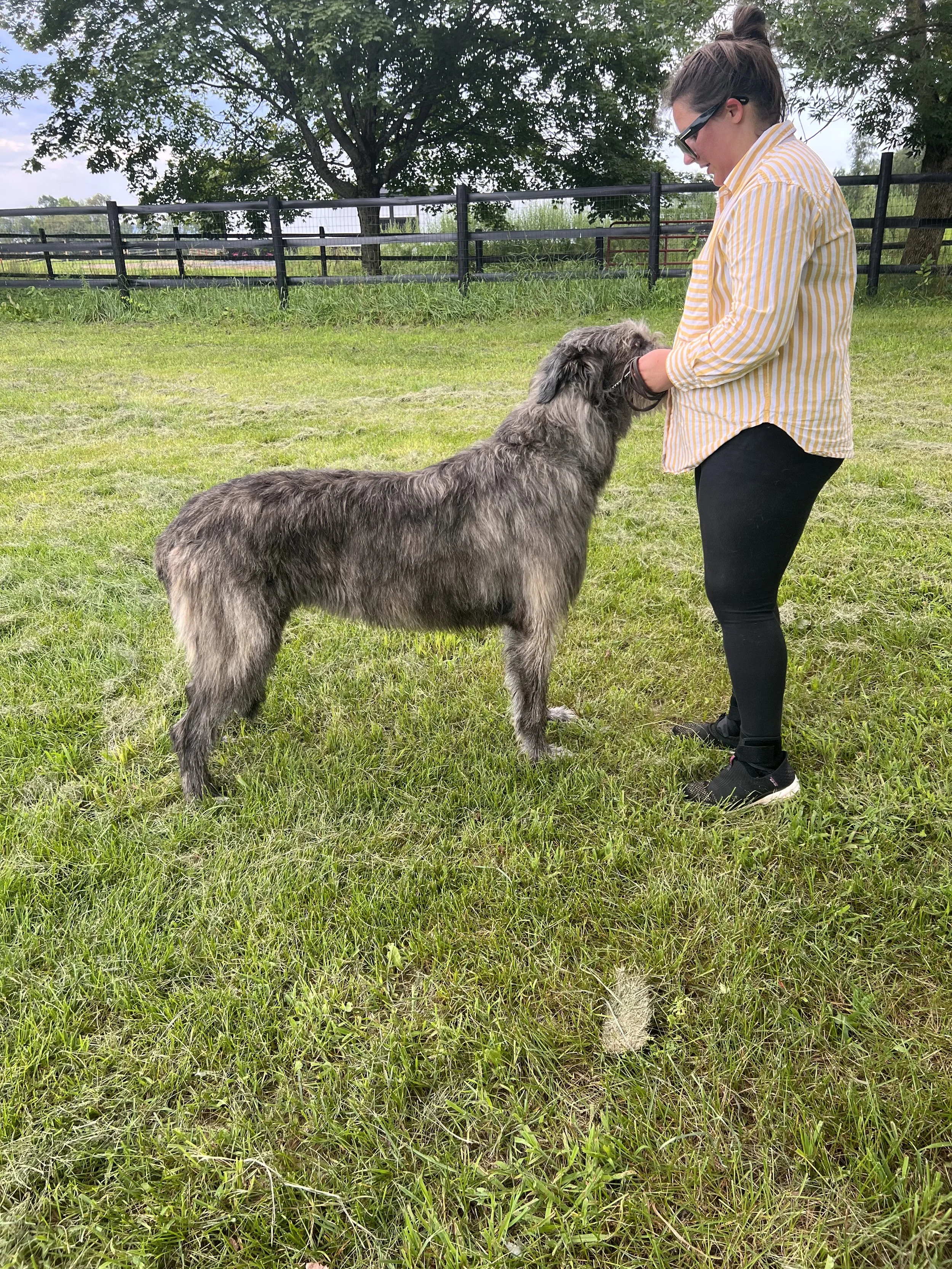 Ballyhara Aideen 3 years