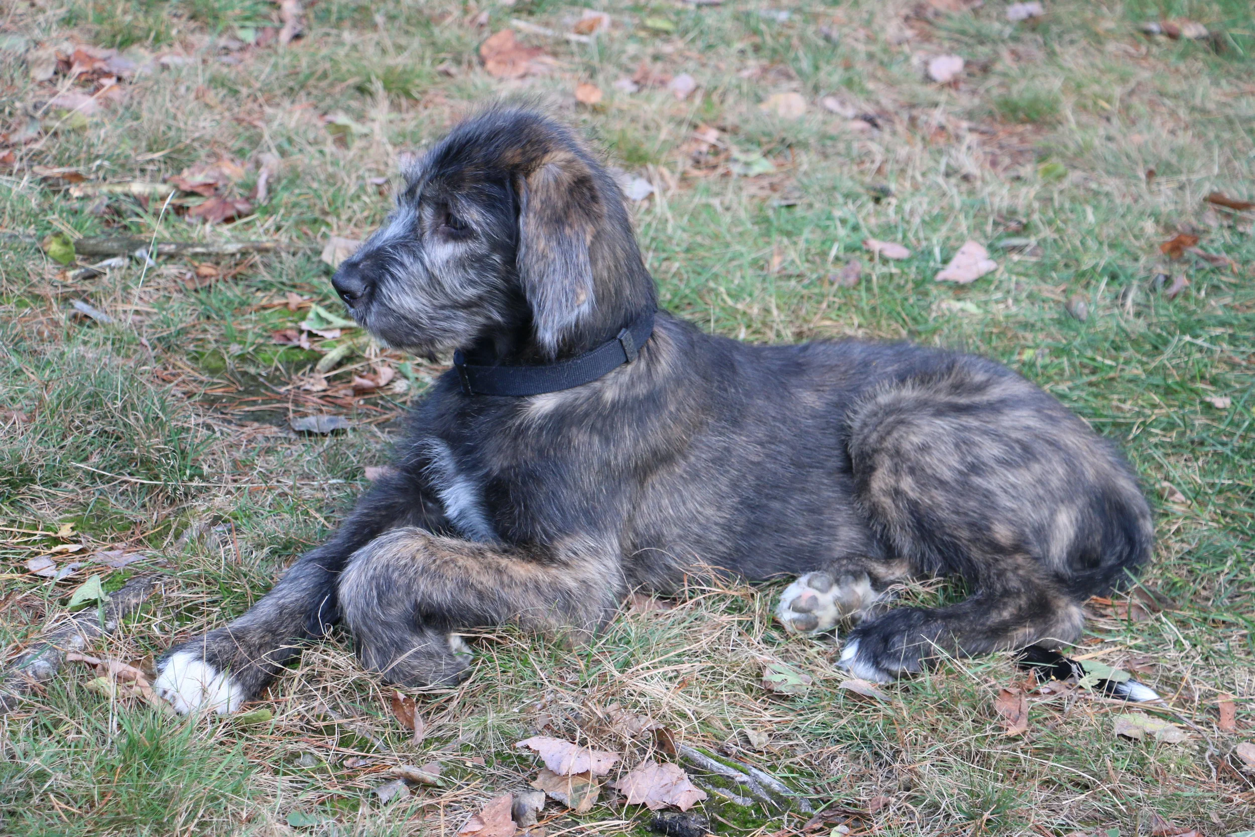 Ballyhara Mane 12 weeks