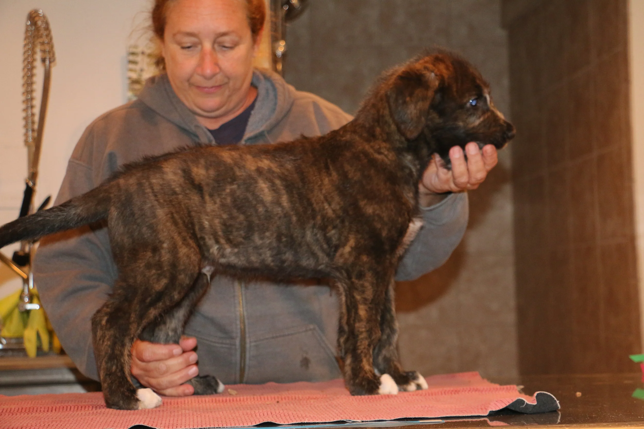 Ballyhara Mane 6 weeks