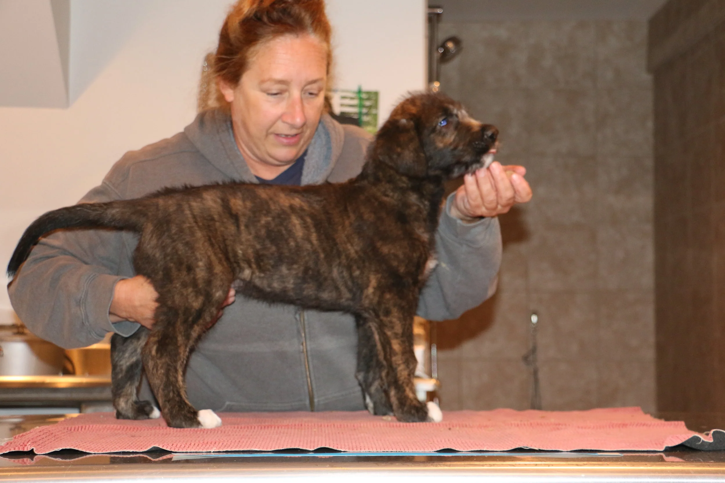 Ballyhara Mane 6 weeks