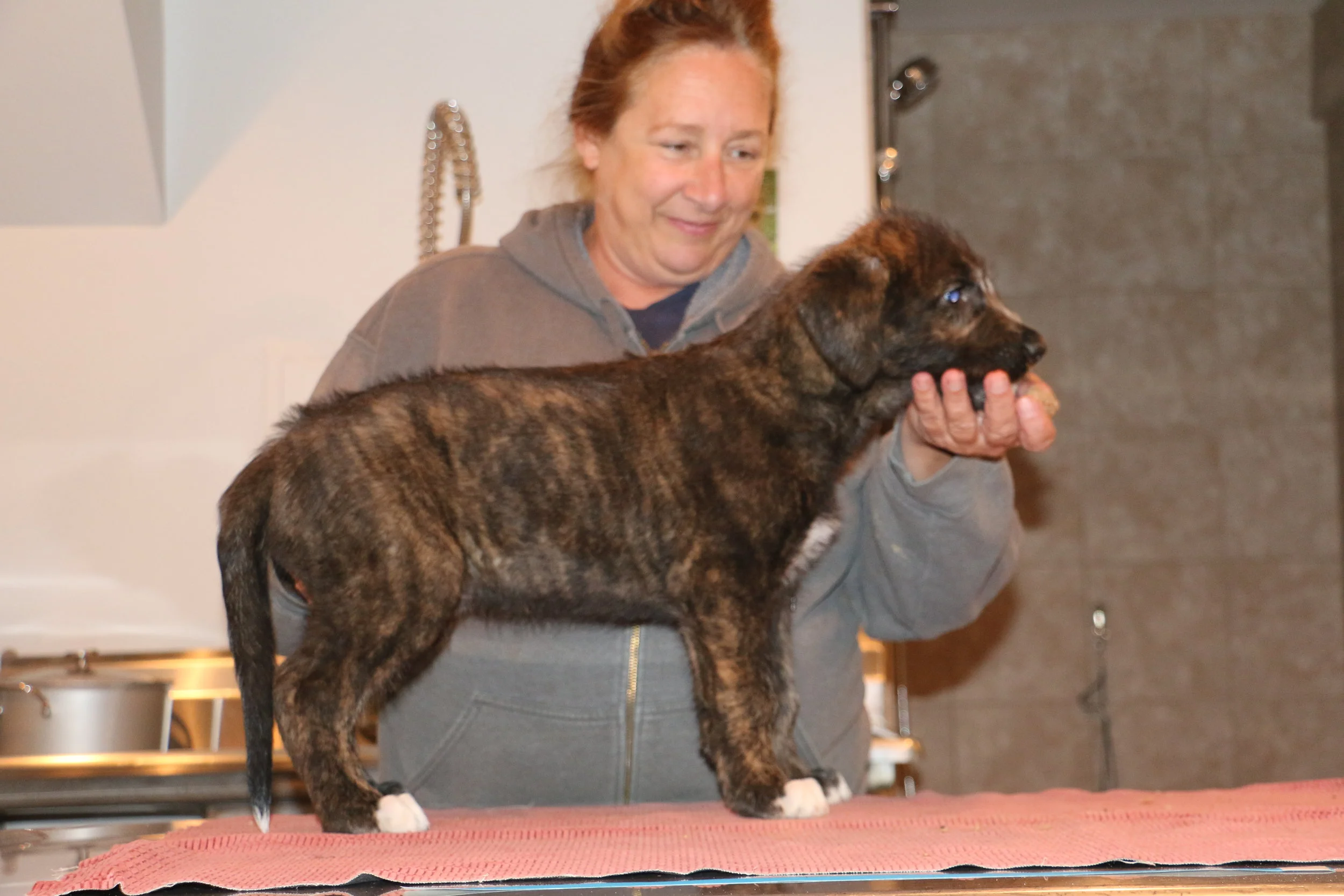 Ballyhara Mane 6 weeks