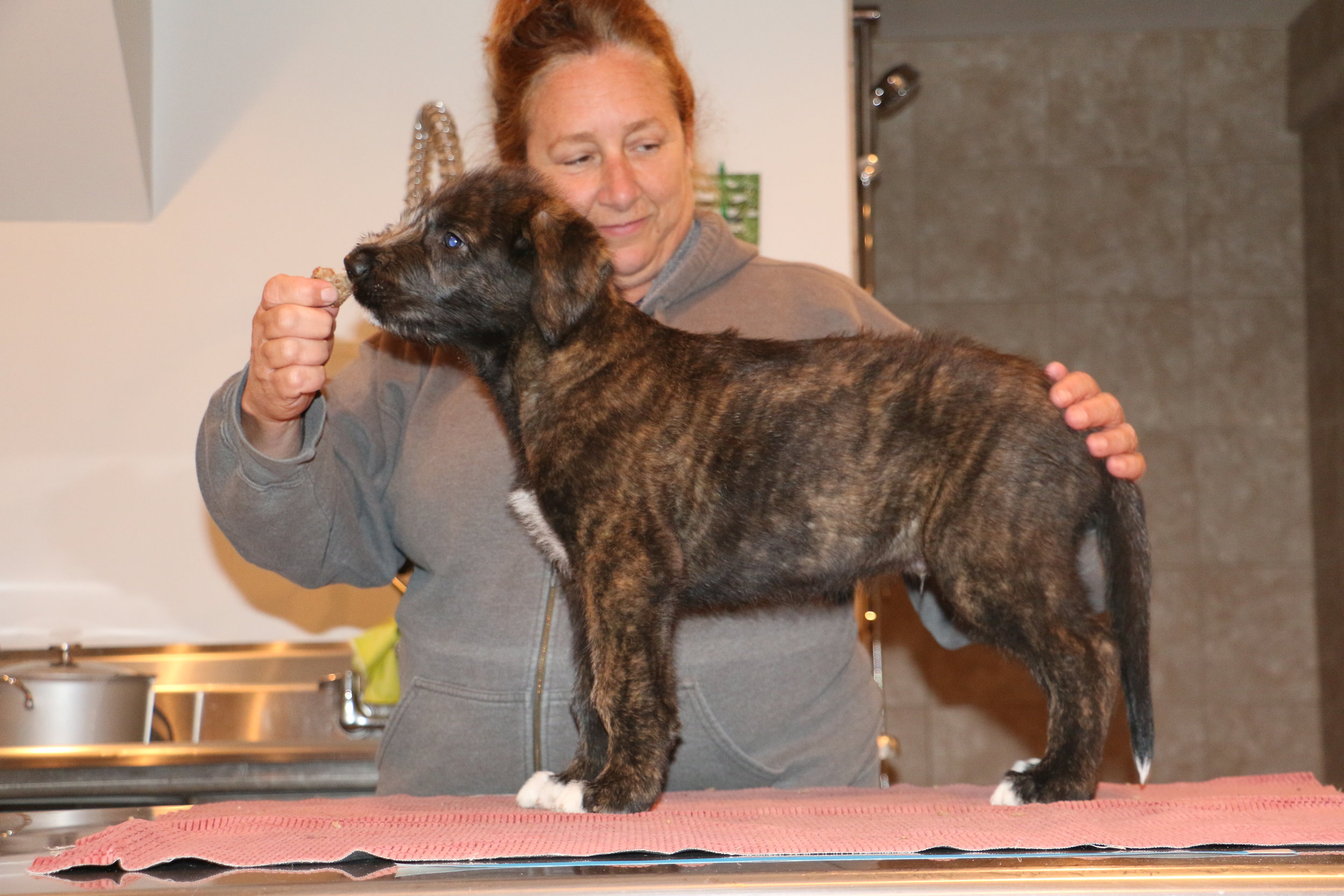 Ballyhara Mane 6 weeks