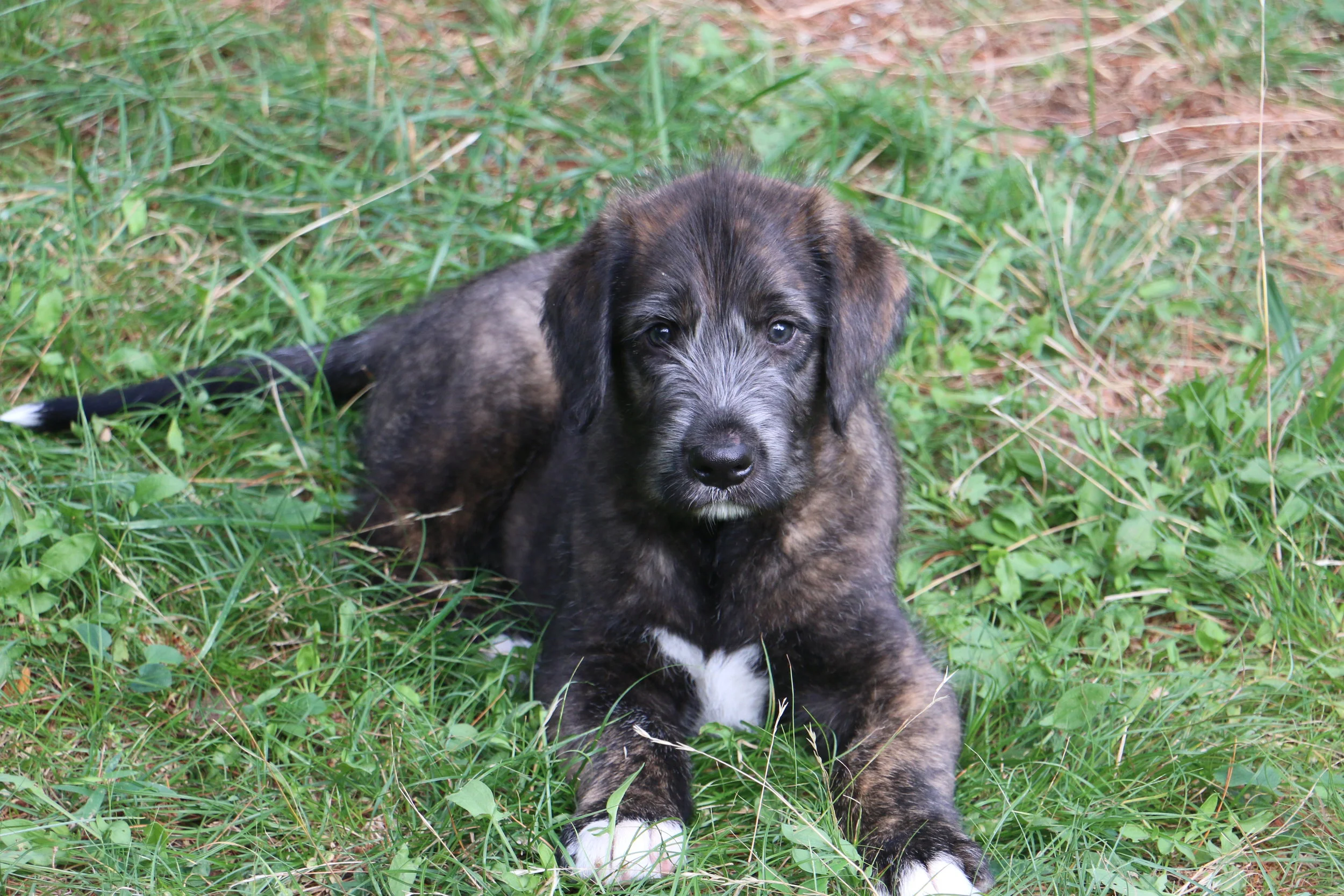 Ballyhara Mane 6 weeks