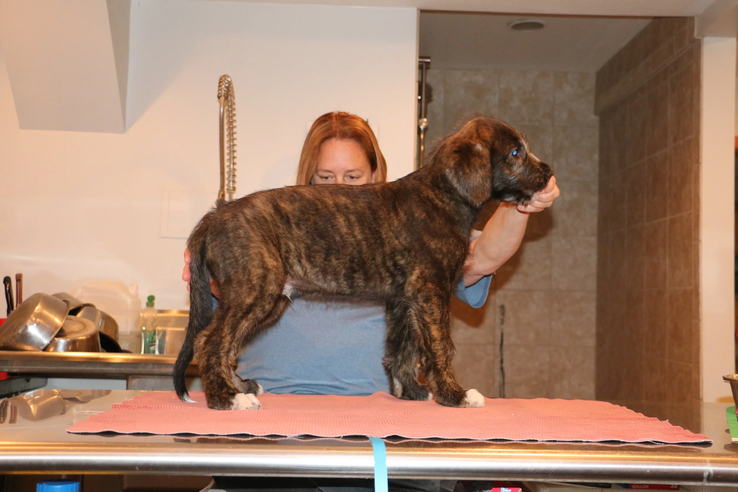 Mane 8 weeks