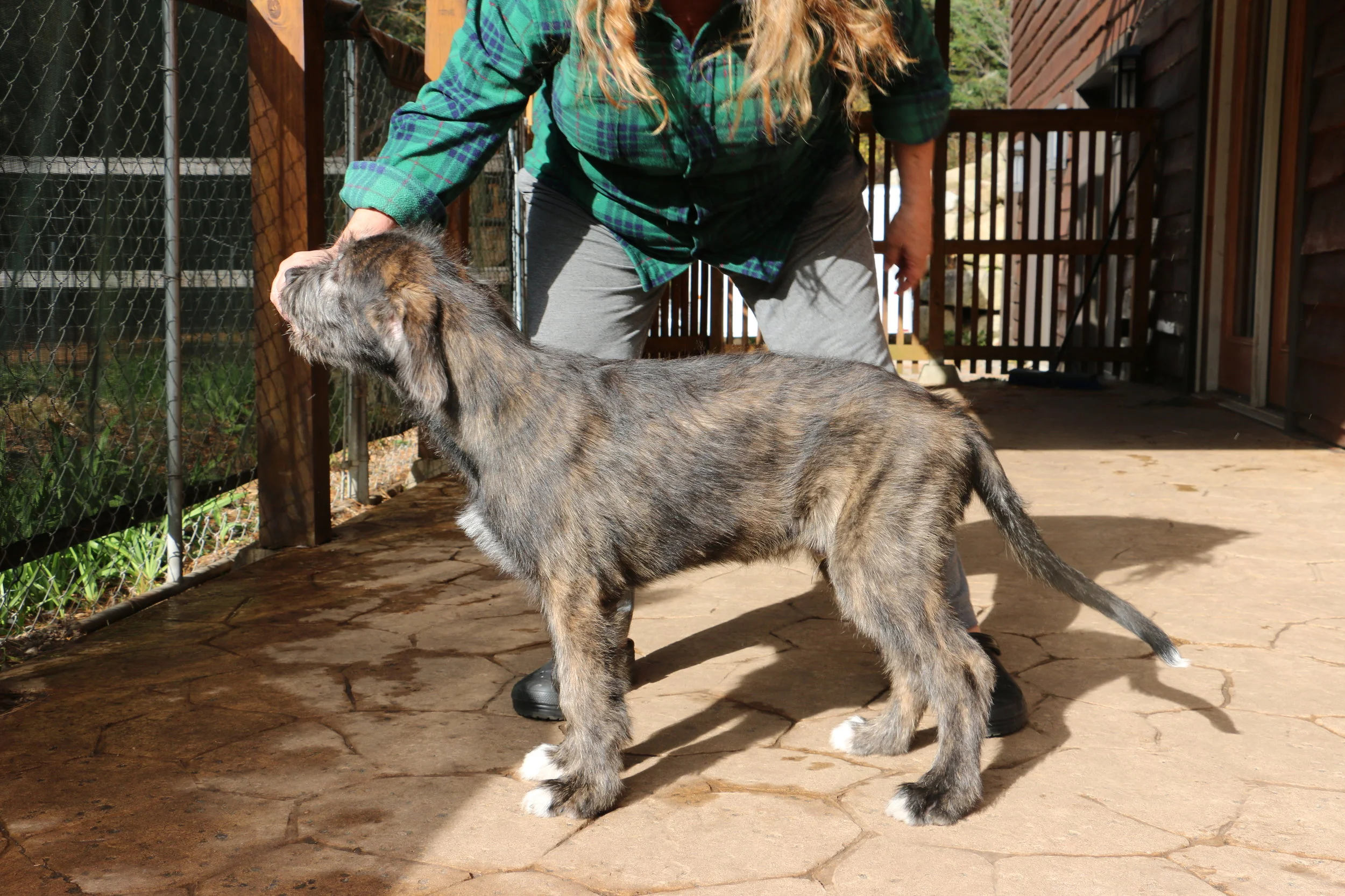 Mane 12 weeks