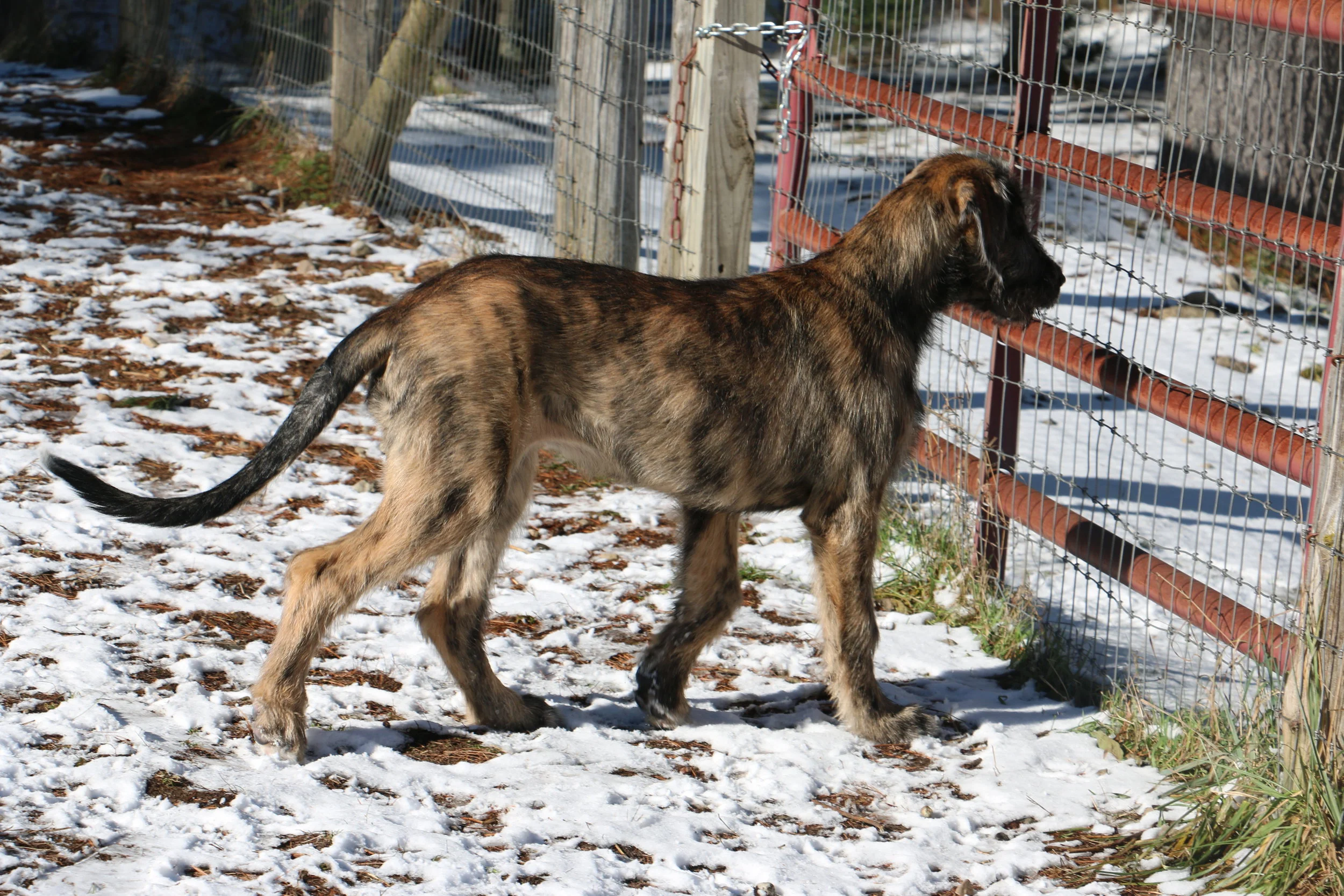 IMG_4061.JPG